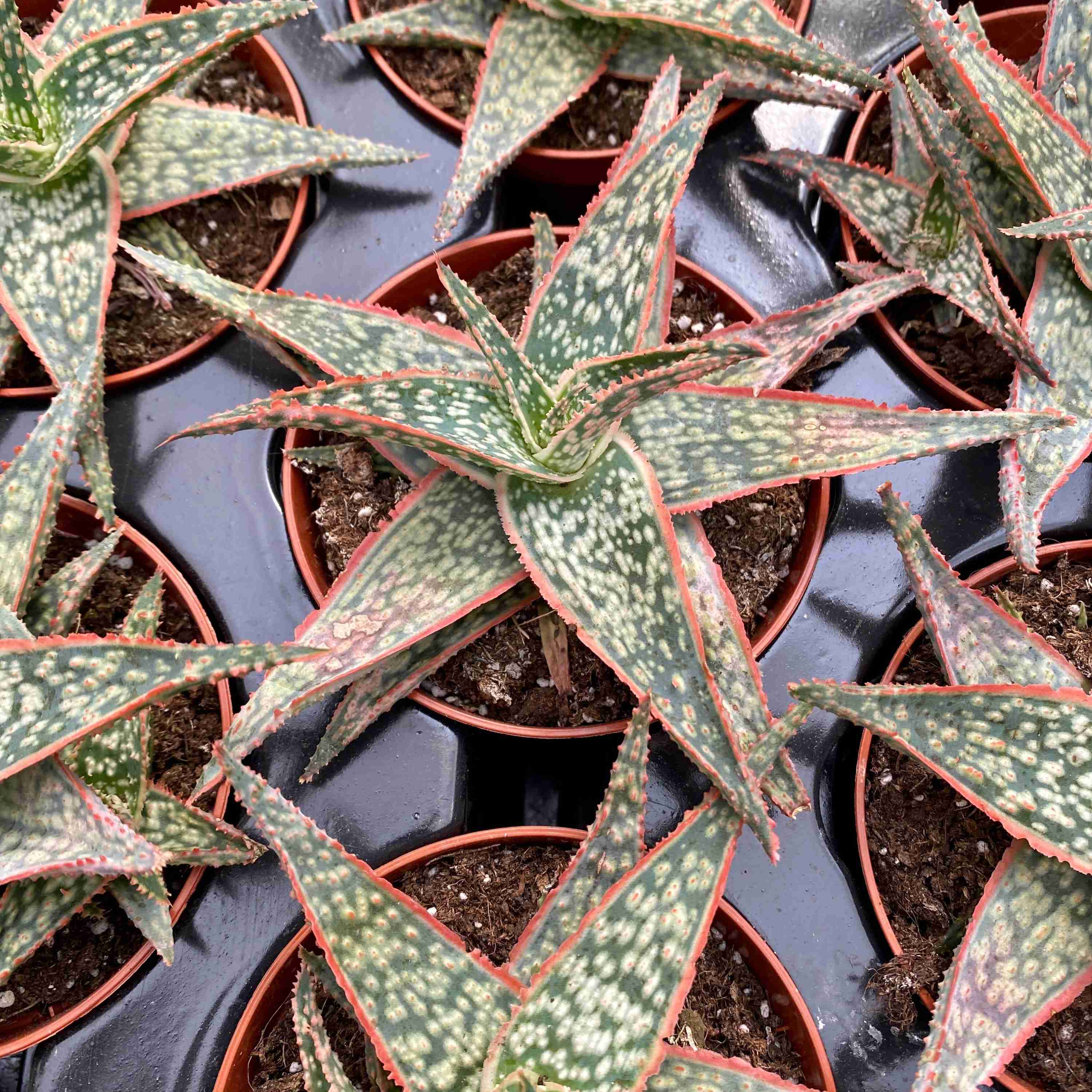 Aloe Christmas Carol