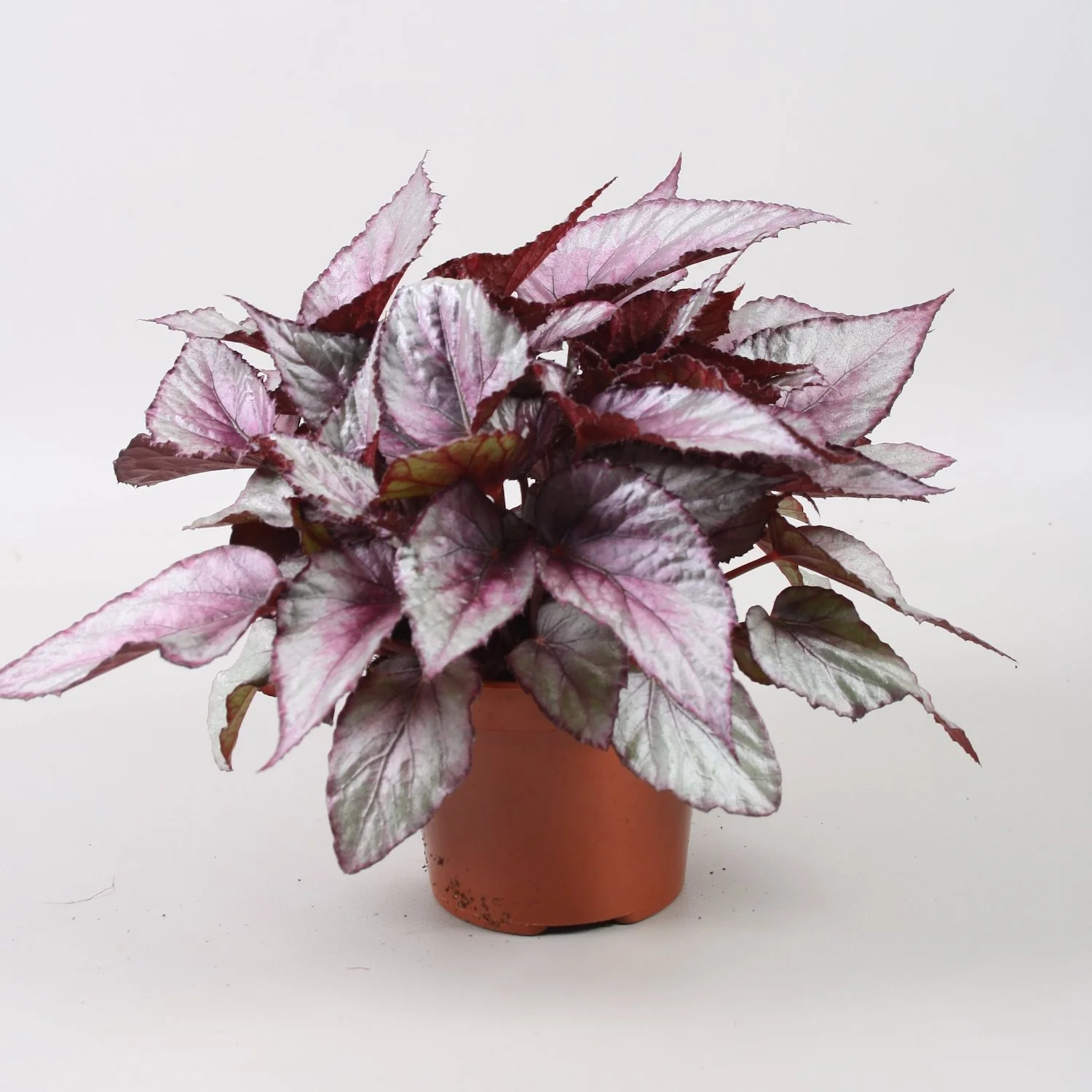Begonia 'Maori Haze’