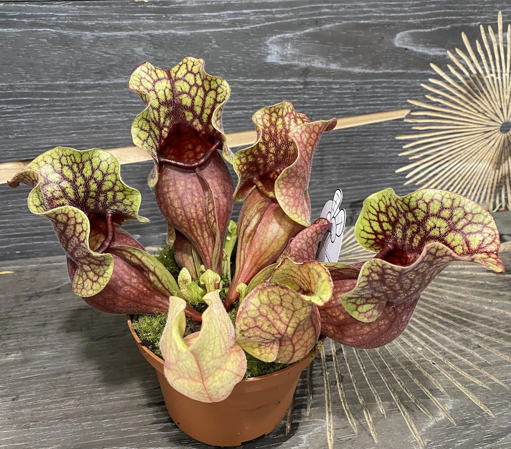 Sarracenia Purpurea venosa red – planta ulcior
