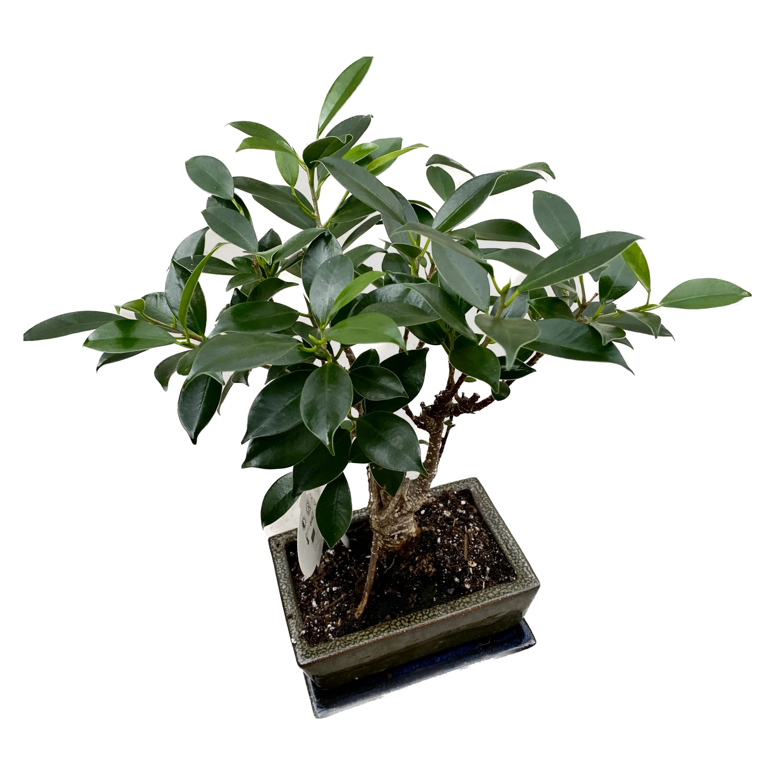 Bonsai Ficus Retusa