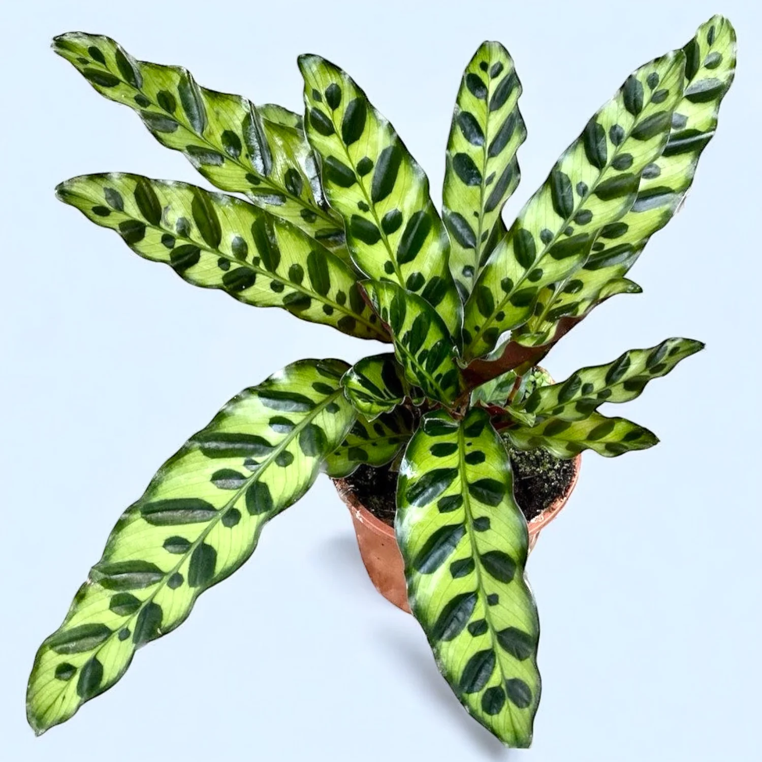 Calathea (Goeppertia) lancifolia ‘Insigne’ – Rattlesnake, frunze ondulate cu model exotic