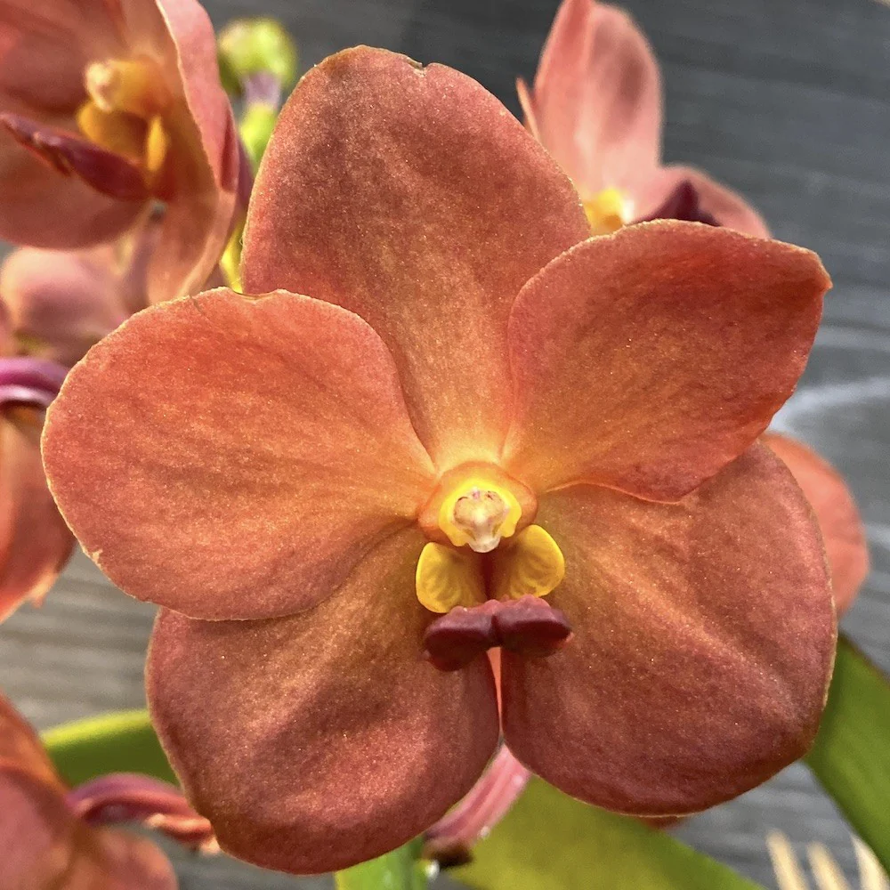 Orhidee Vanda (Tangelo) Peach Mango