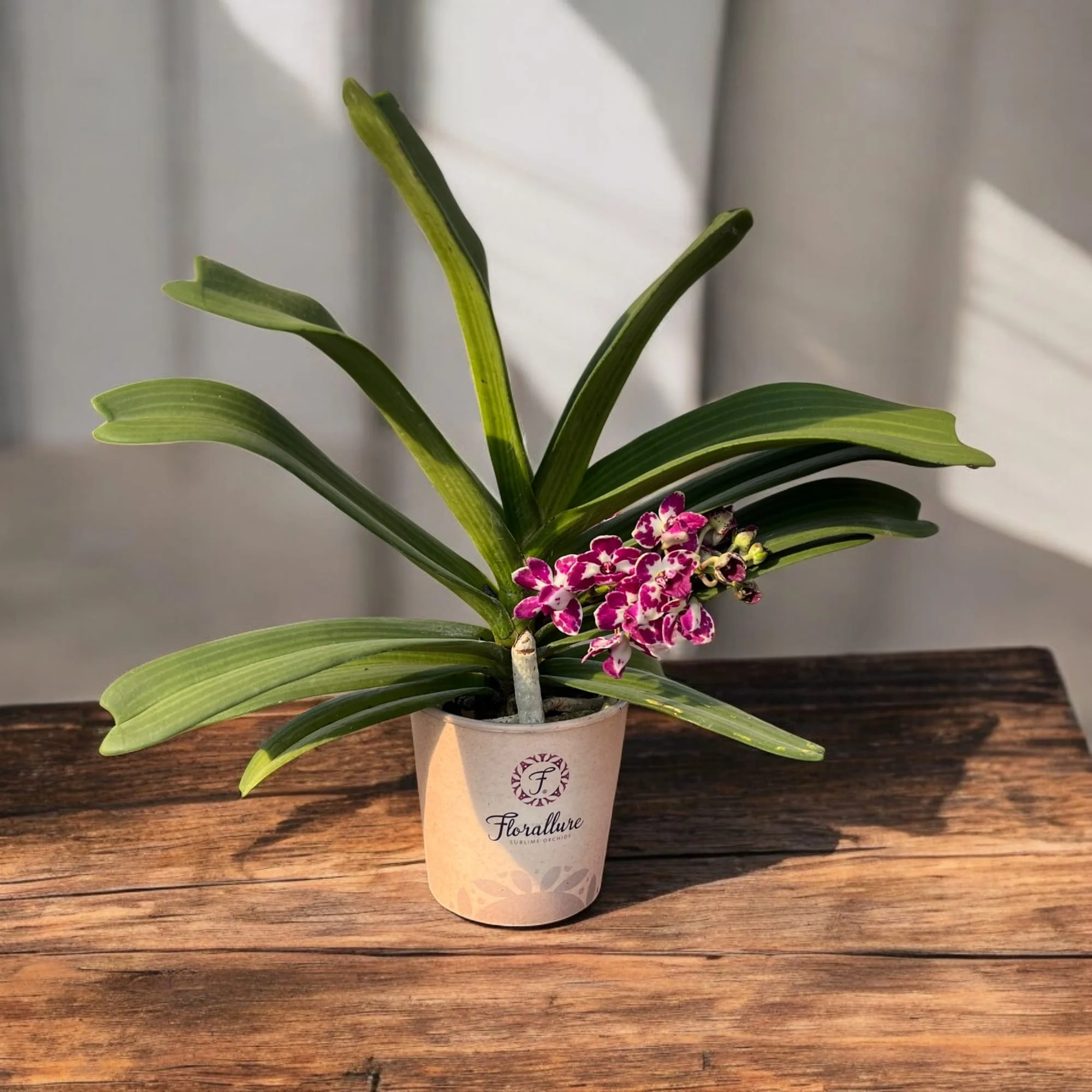 Rhynchostylis gigantea 'Rubra’ – intens parfumat, D12