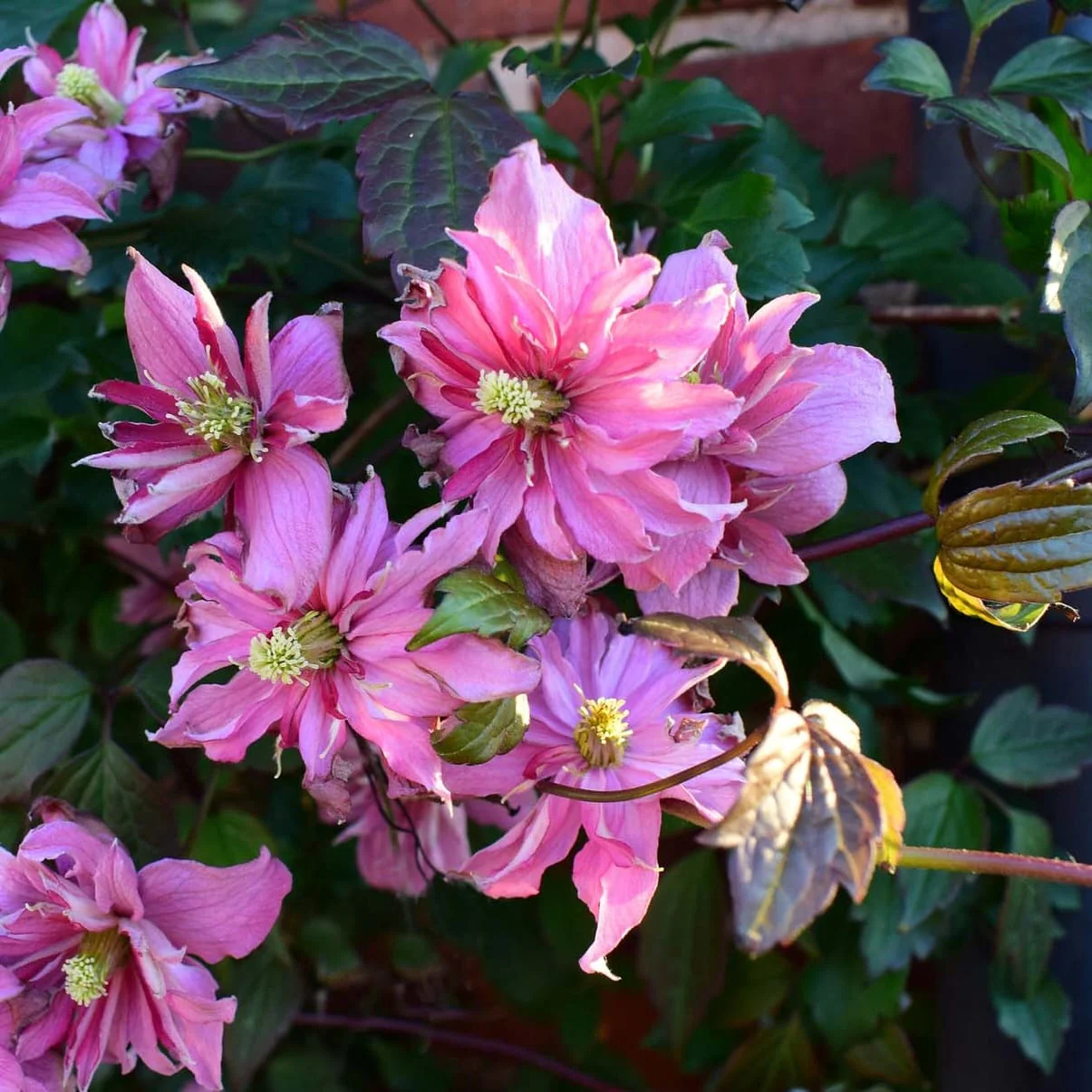 Clematite parfumate – Clematis montana 'Broughton Star’
