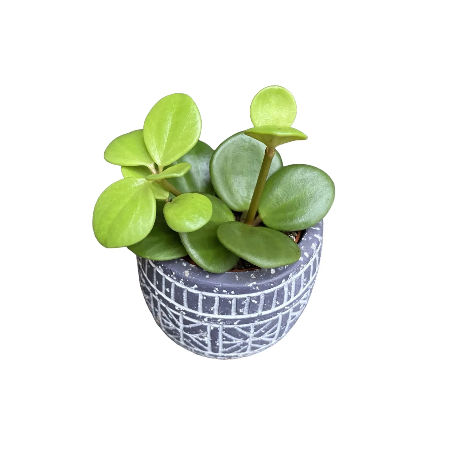 Peperomia tetraphylla 'Hope’ *babyplant