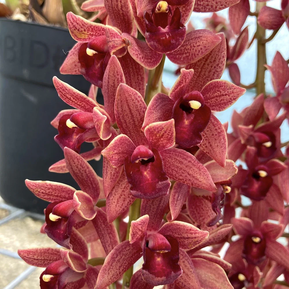 Cymbidium Dorothy Stockstill 'Forgotten Fruits’ AM/AOS (Phar Lap x Miss Muffet)