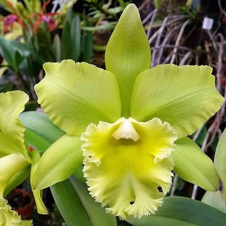 Rlc. Ports of Paradise 'Emerald Isle’ FCC/AOS’ parfumata