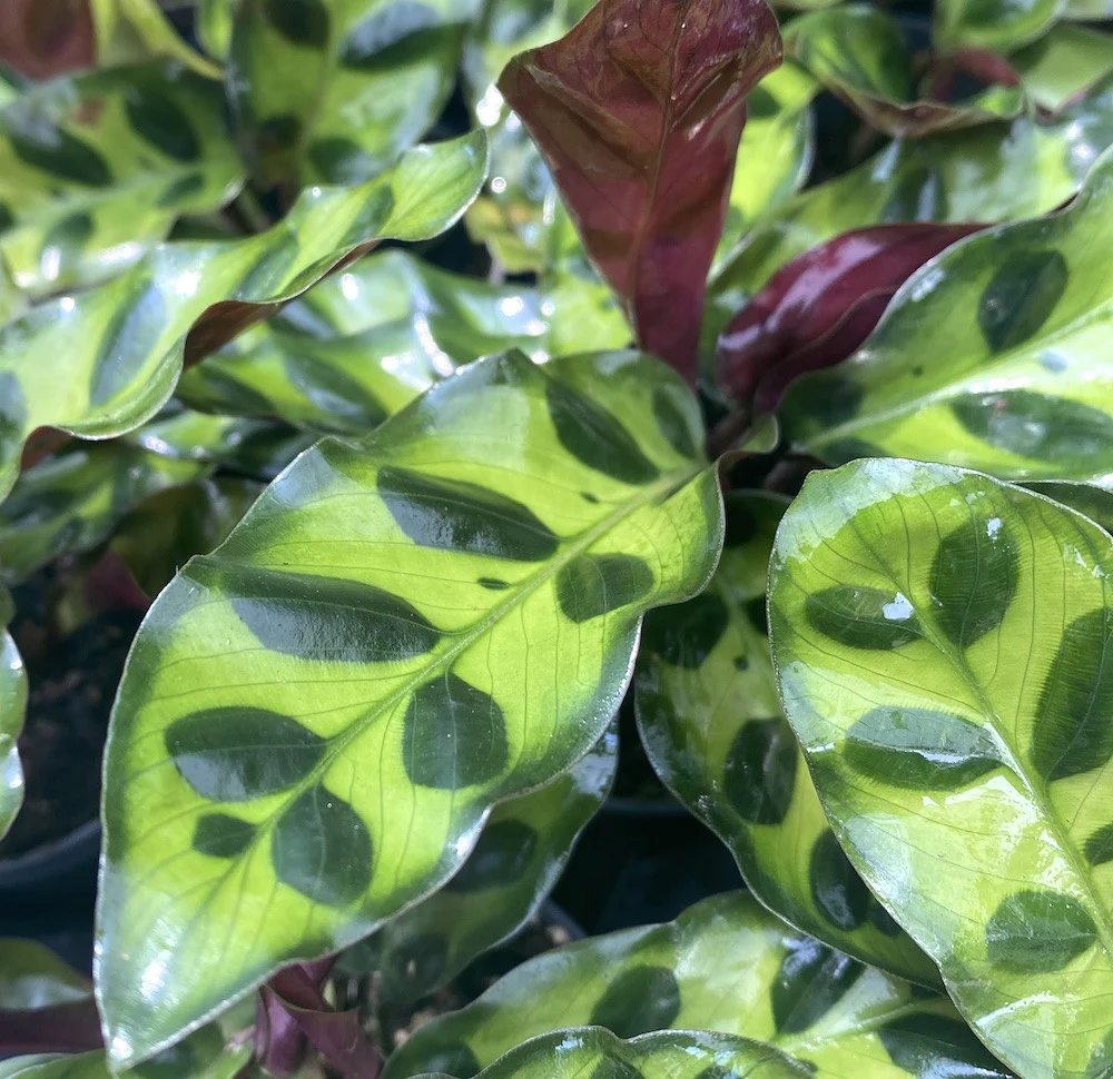 Calathea Lancifolia Insigne (babyplant) – planta paun
