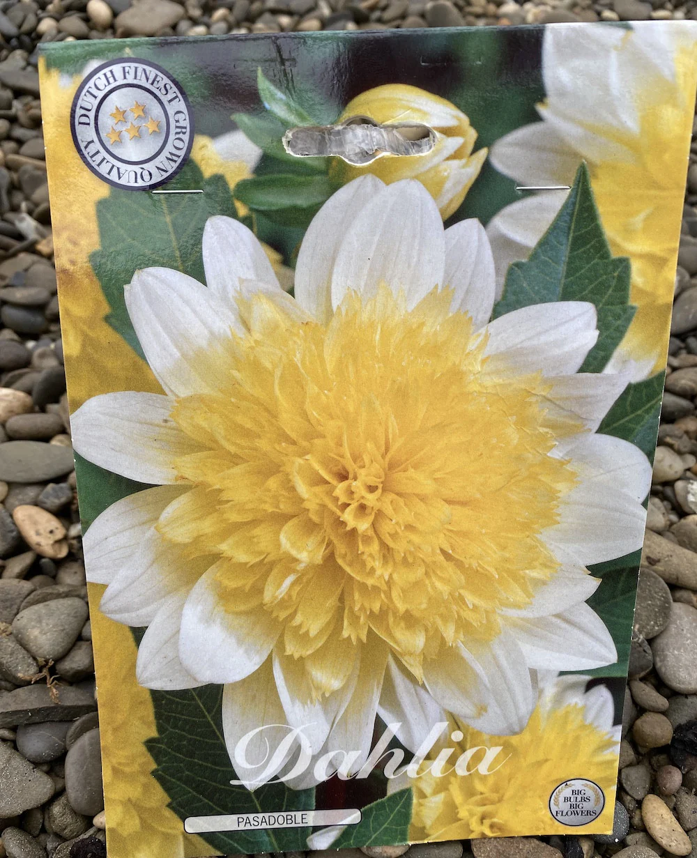Bulbi de dalie – Dahlia Pasadoble (1 tubercul)