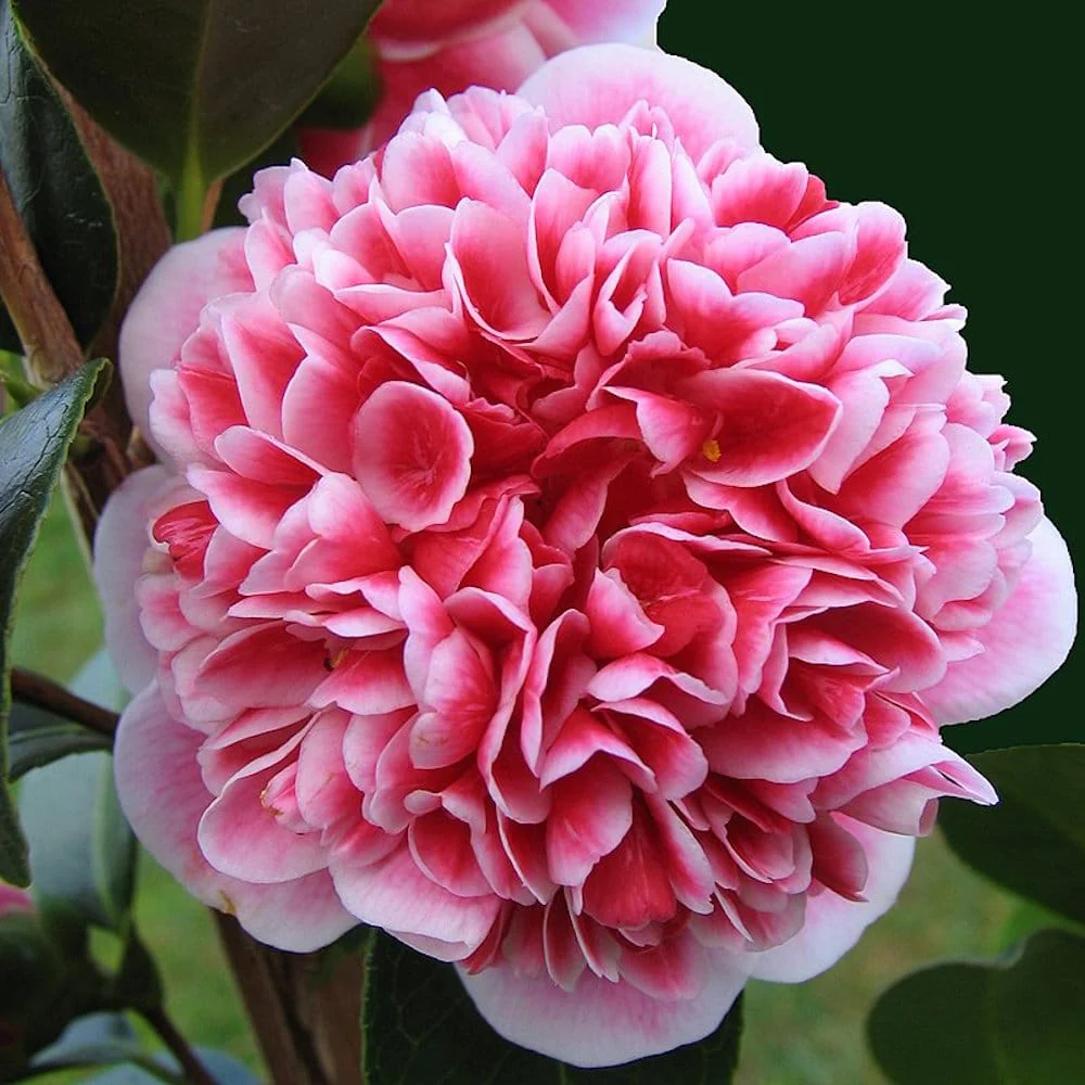 Camellia japonica 'Volunteer’ – floare dubla bicolora (rezistenta la inghet)