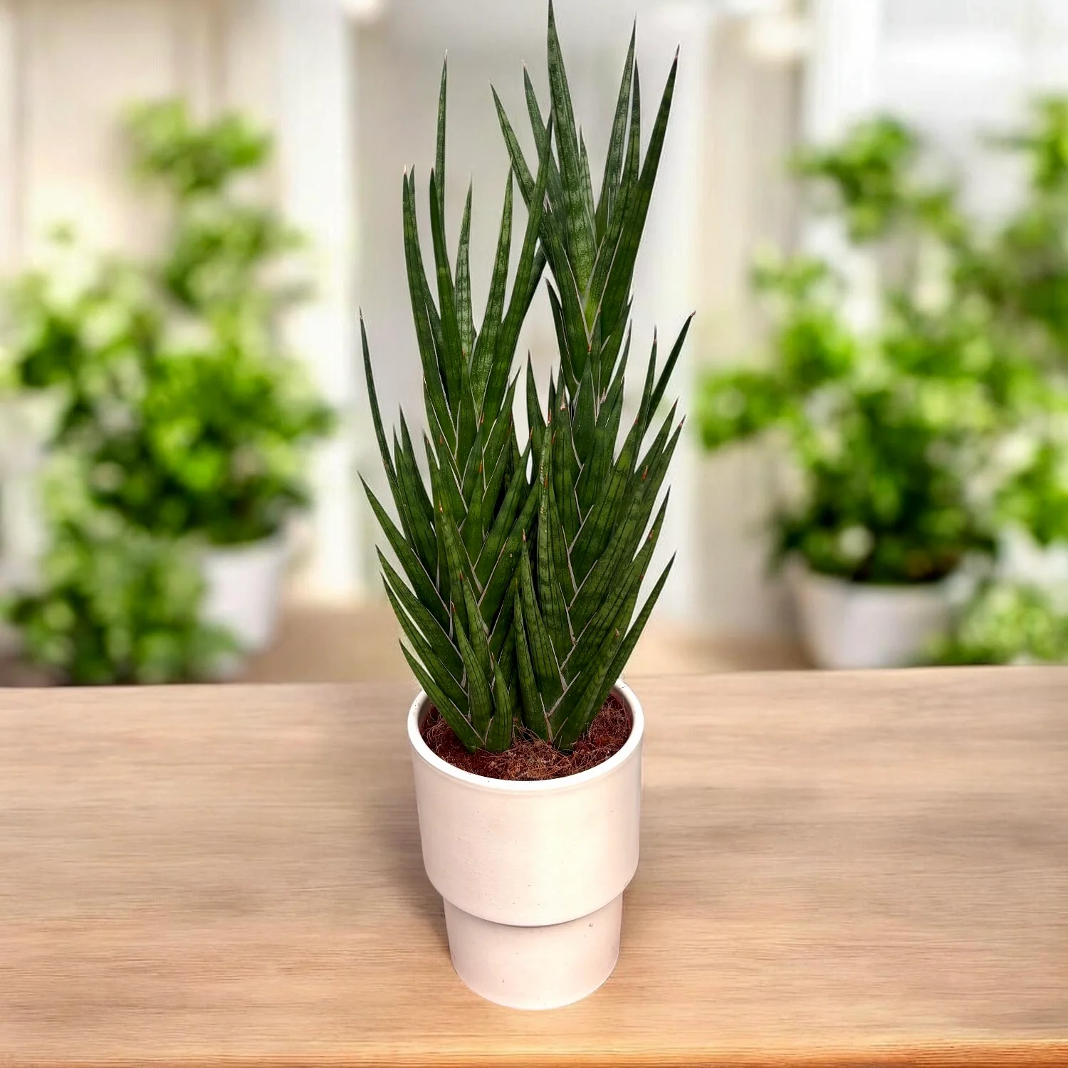 Sansevieria francisii (Limba Soacrei) – planta suculenta rara cu crestere spiralata