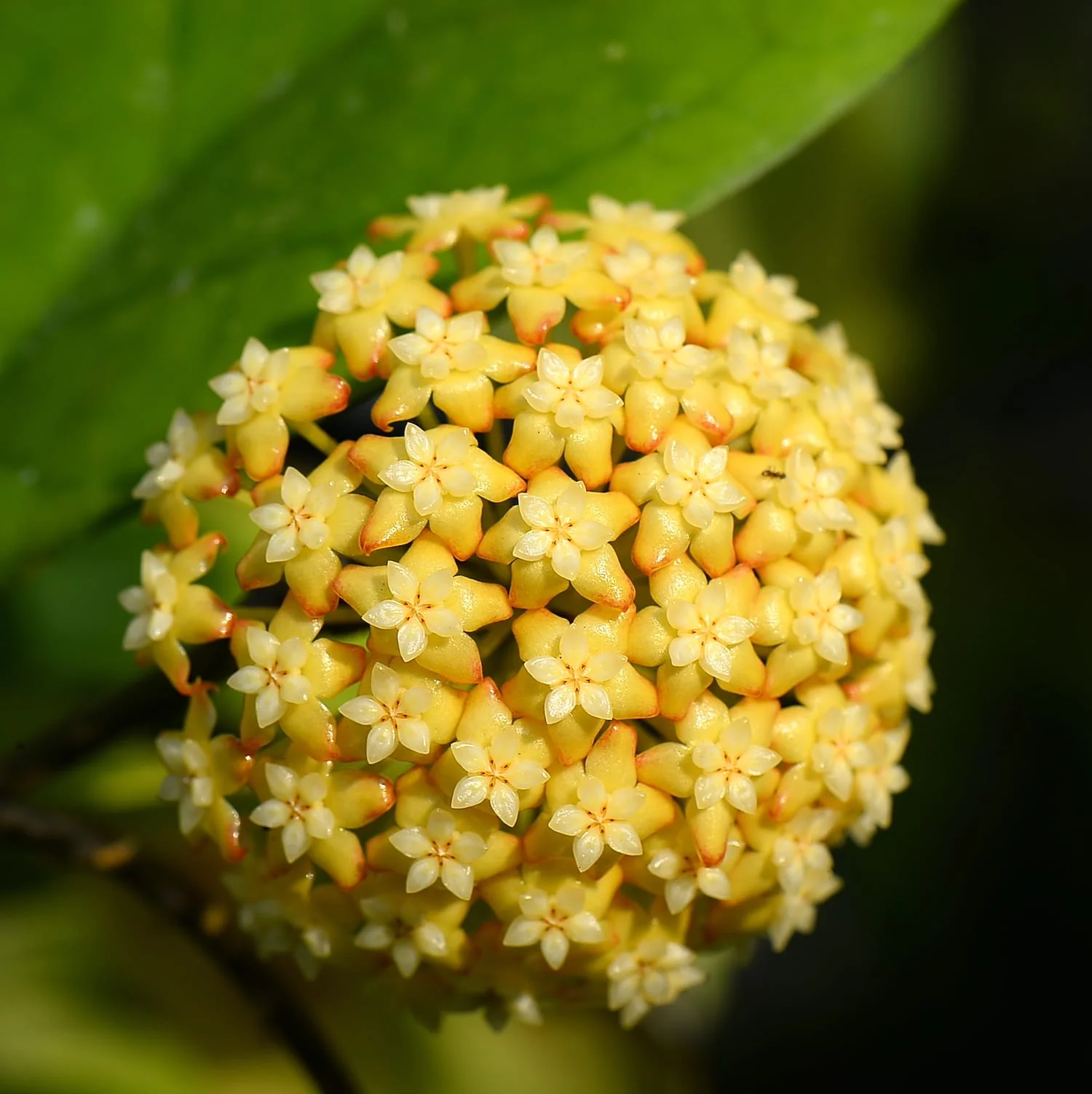Hoya 'Viola’ – exemplare XL