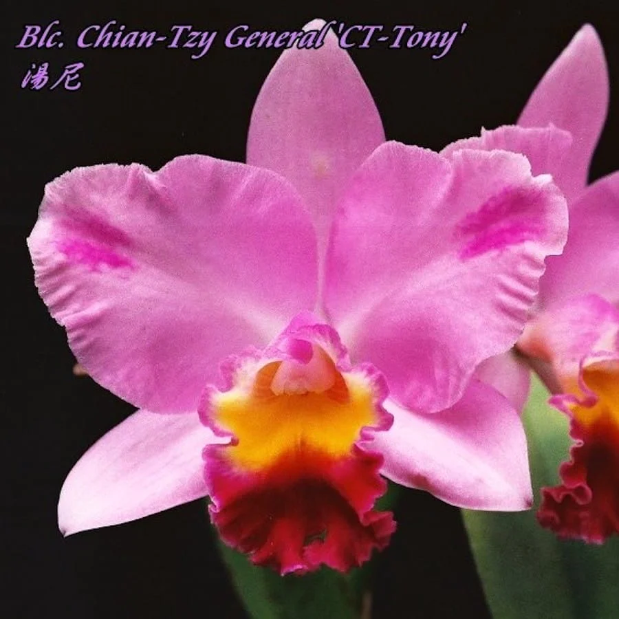Rlc. Chian-Tzy General 'CT-Tony’