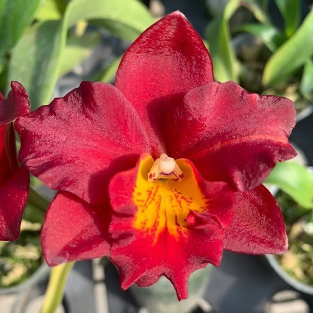 Ctt. Apha Plus Wax Red Apple