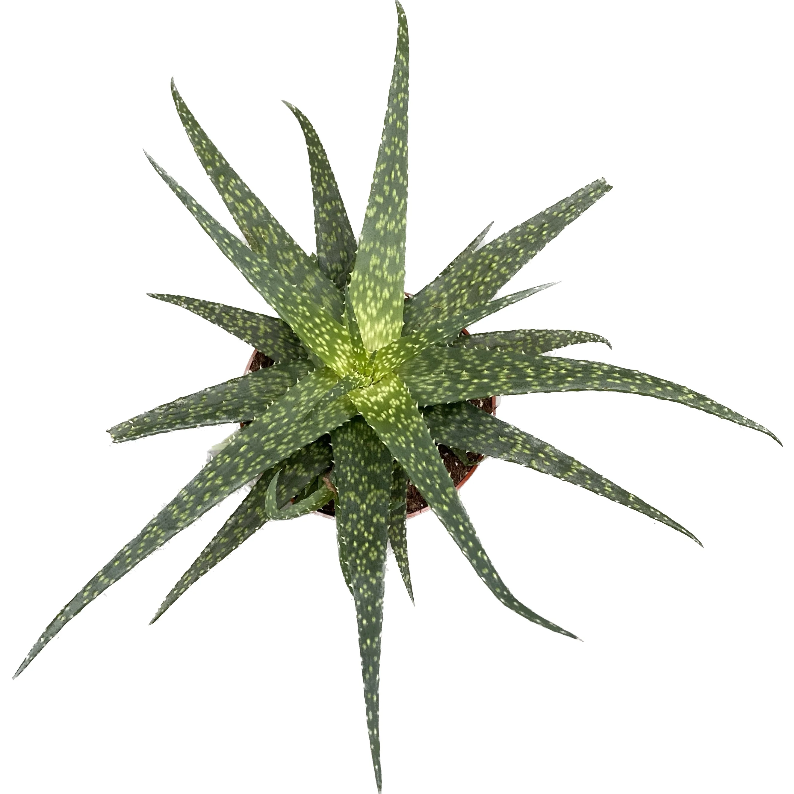 Aloe Safari Molo