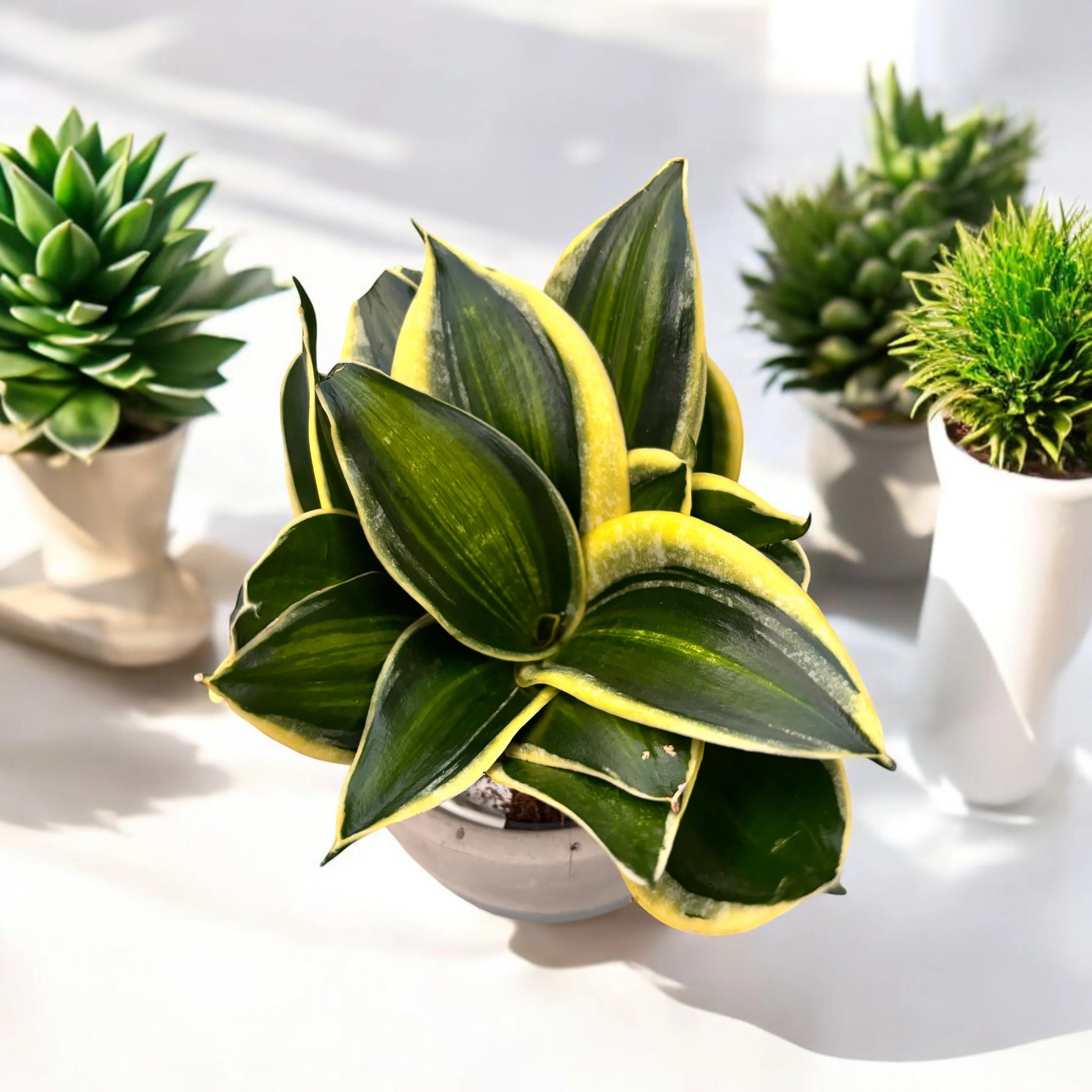 Sansevieria Hahnii 'Stars & Stripe’