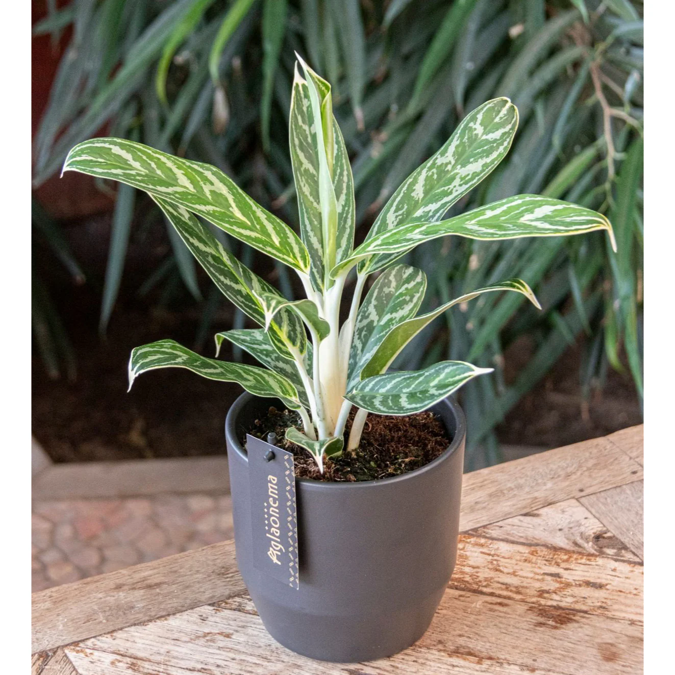 Aglaonema 'Ivy Green’