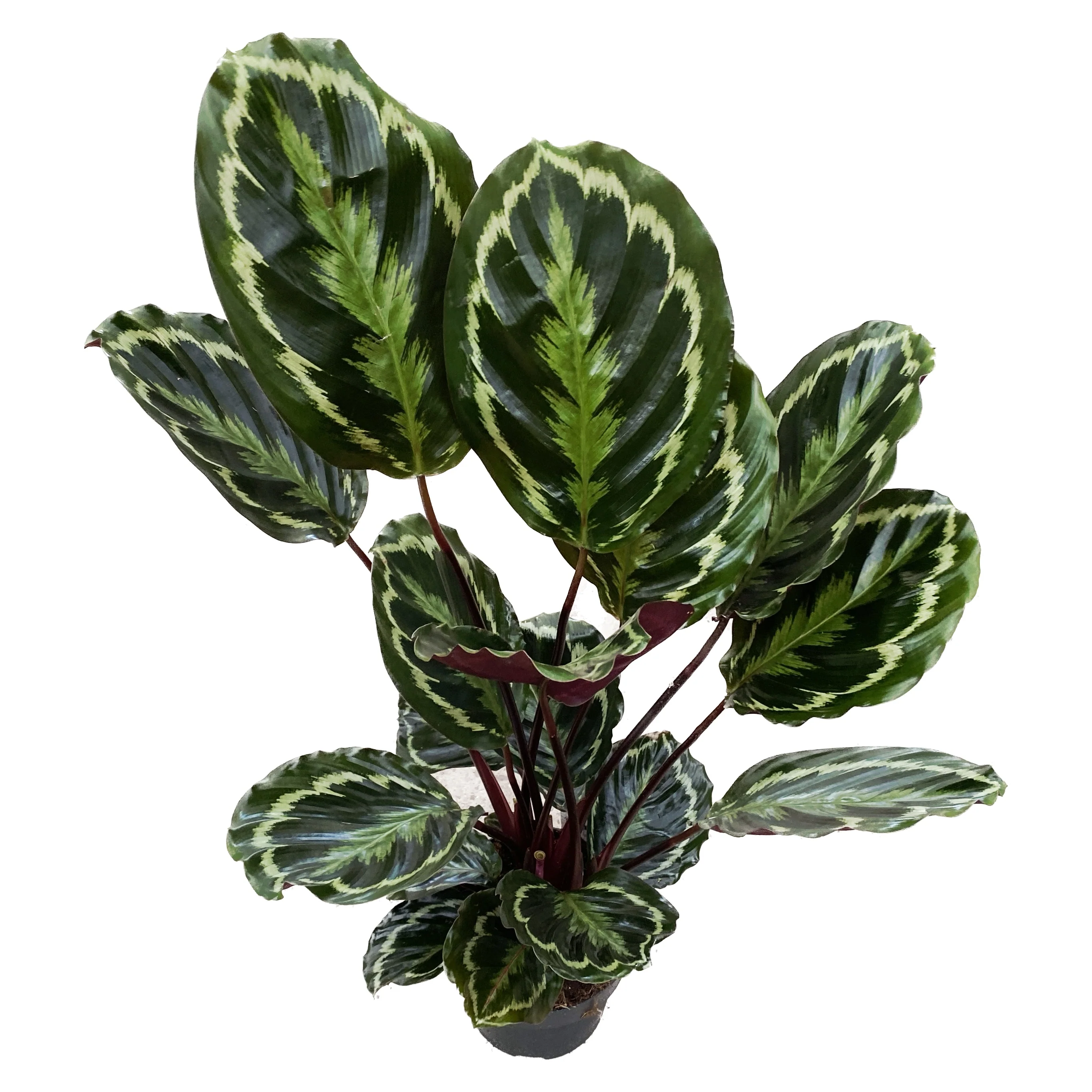 Calathea Medallion XL – Planta paun