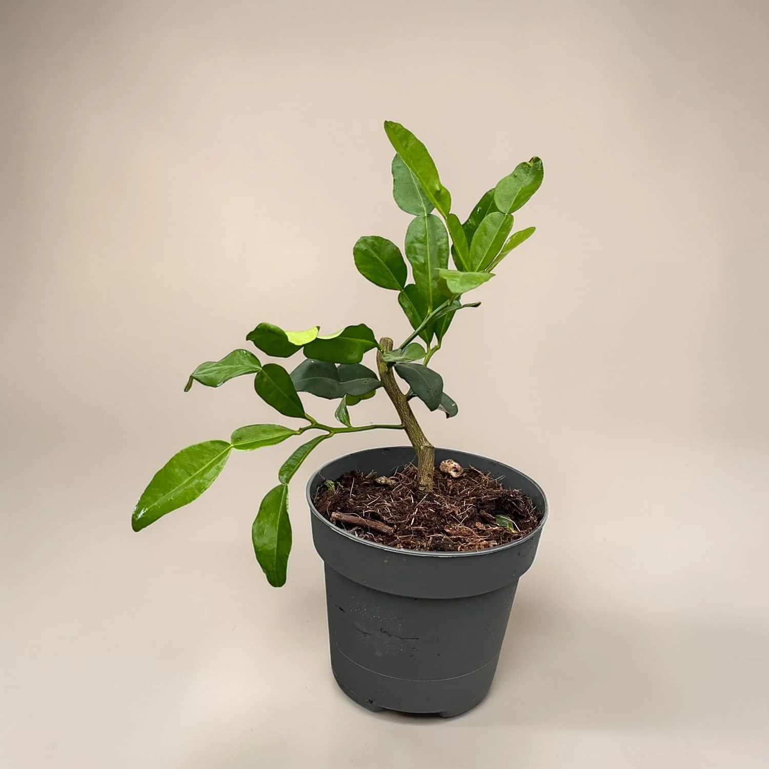 Citrus hystrix (Makrut lime) – exemplare tinere