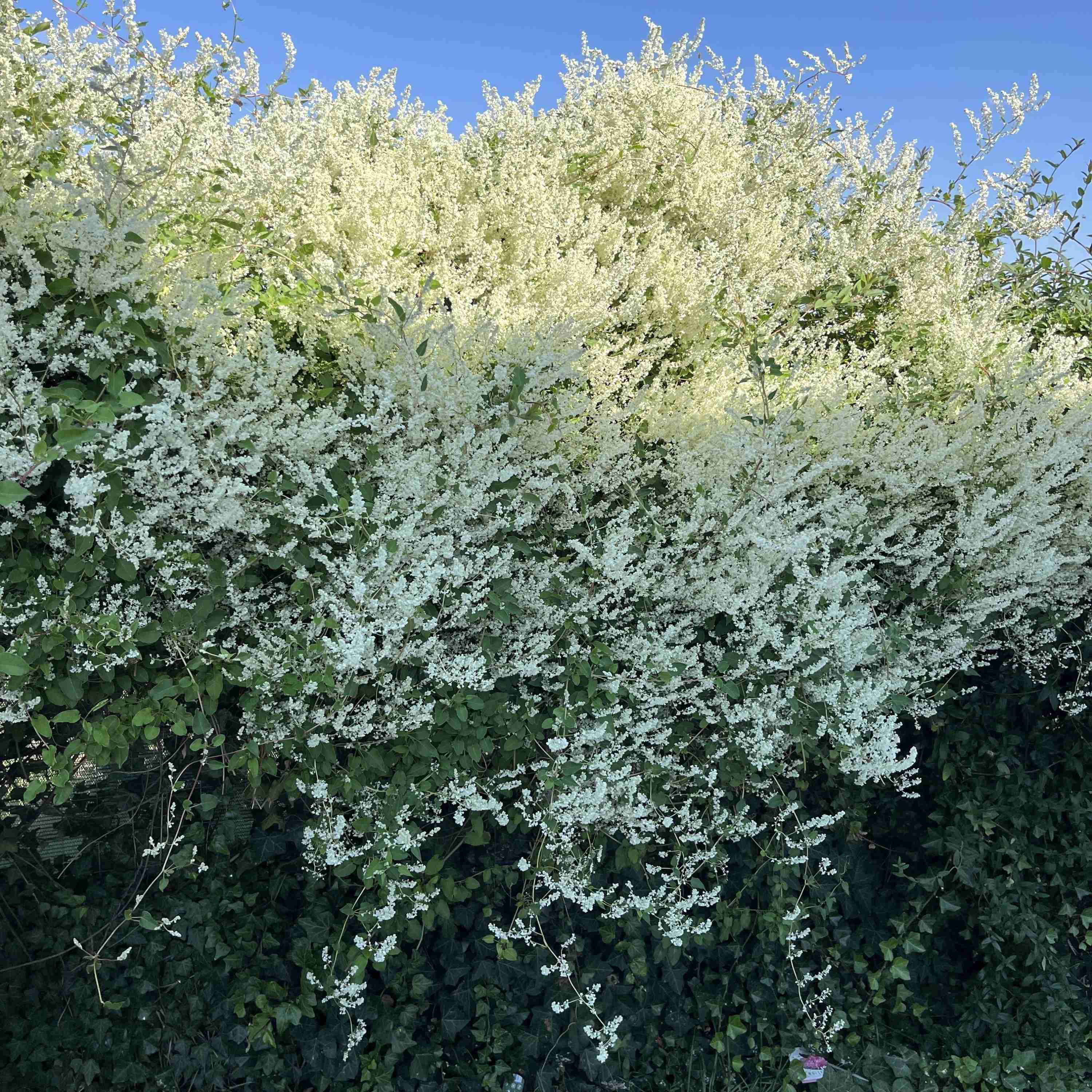 Fallopia aubertii (Polygonum aubertii) – liana cu crestere rapida si inflorire abundenta