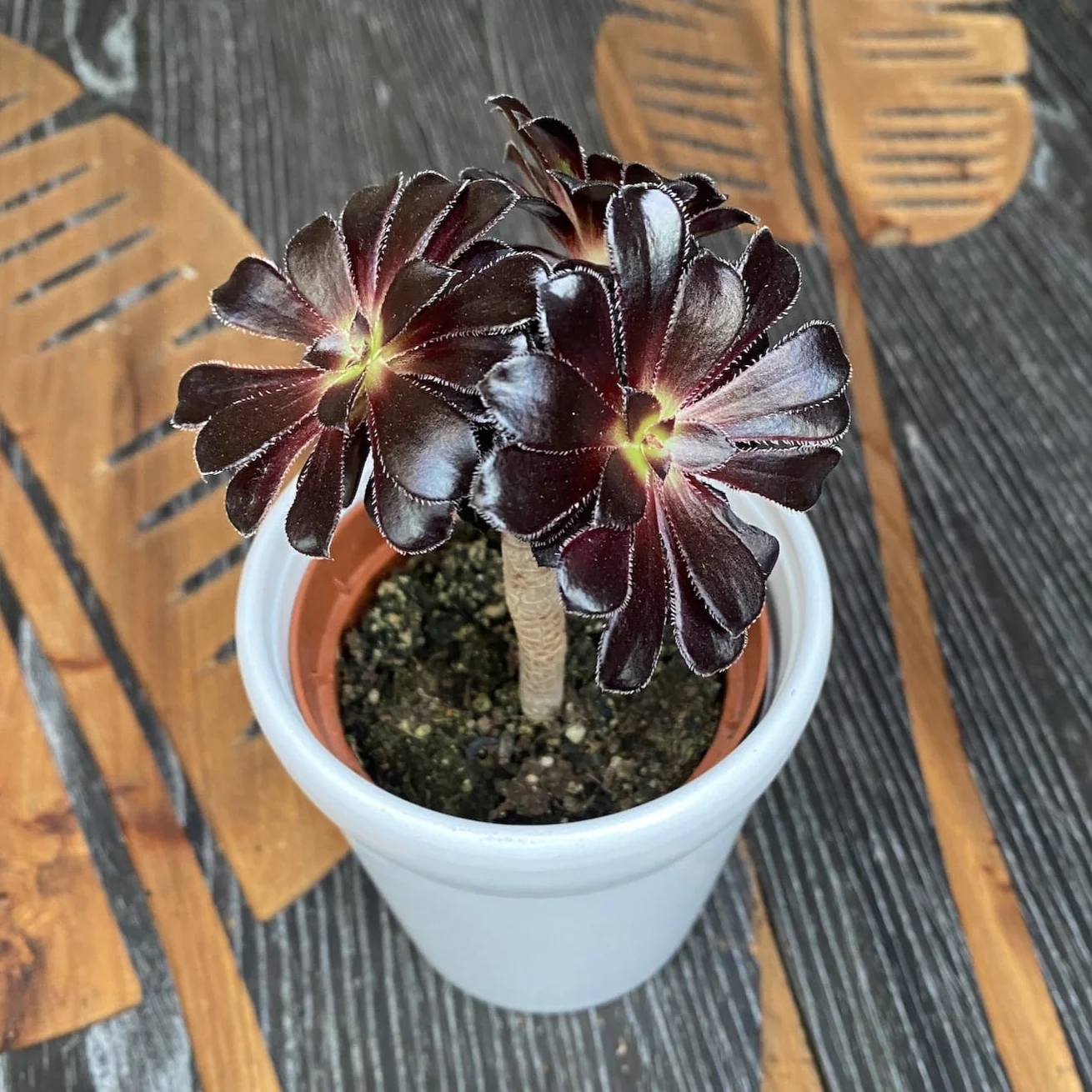 Aeonium arboreum 'Atropurpureum’ (Black Rose)