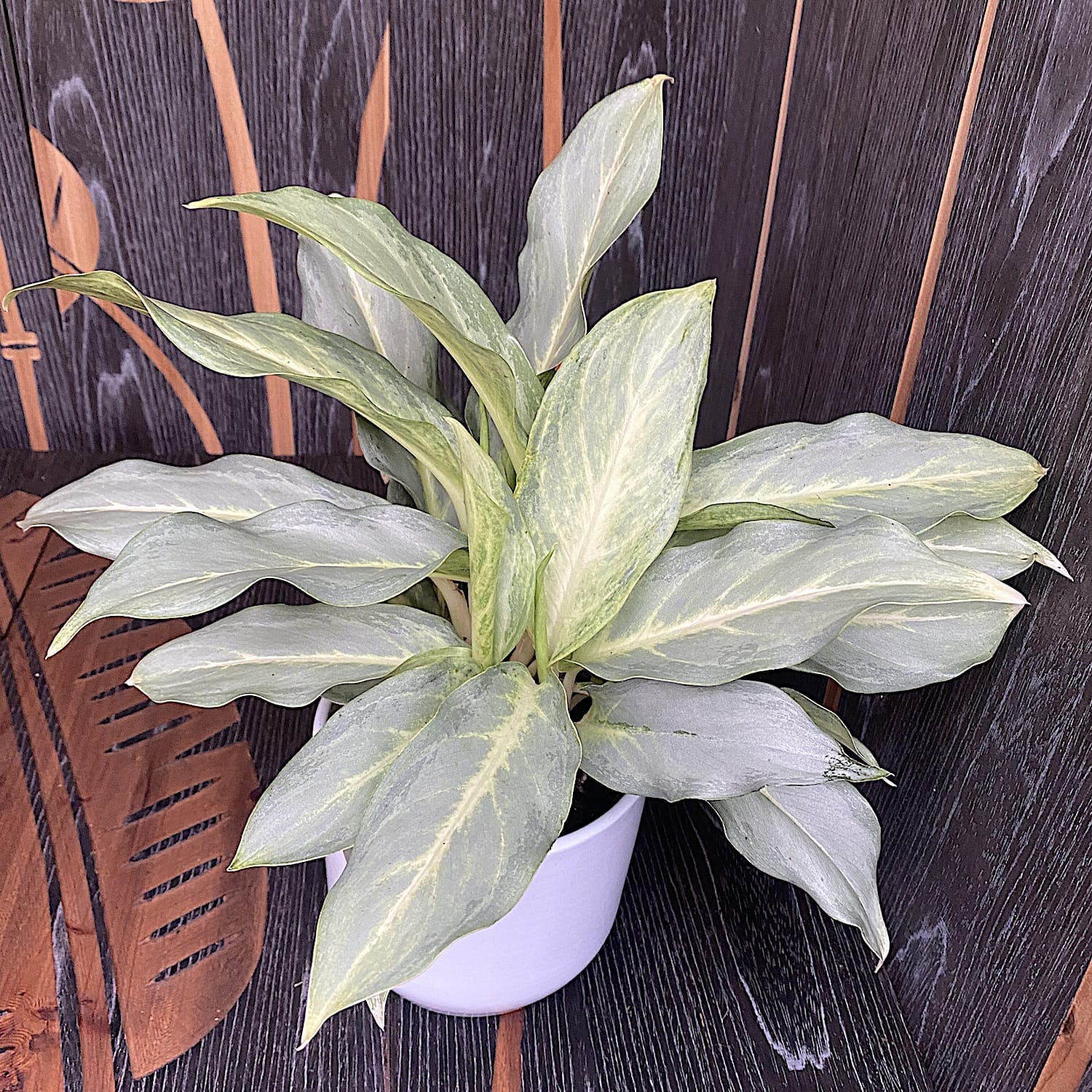 Aglaonema 'Ghost’ (minim 2 plante/ghiveci)