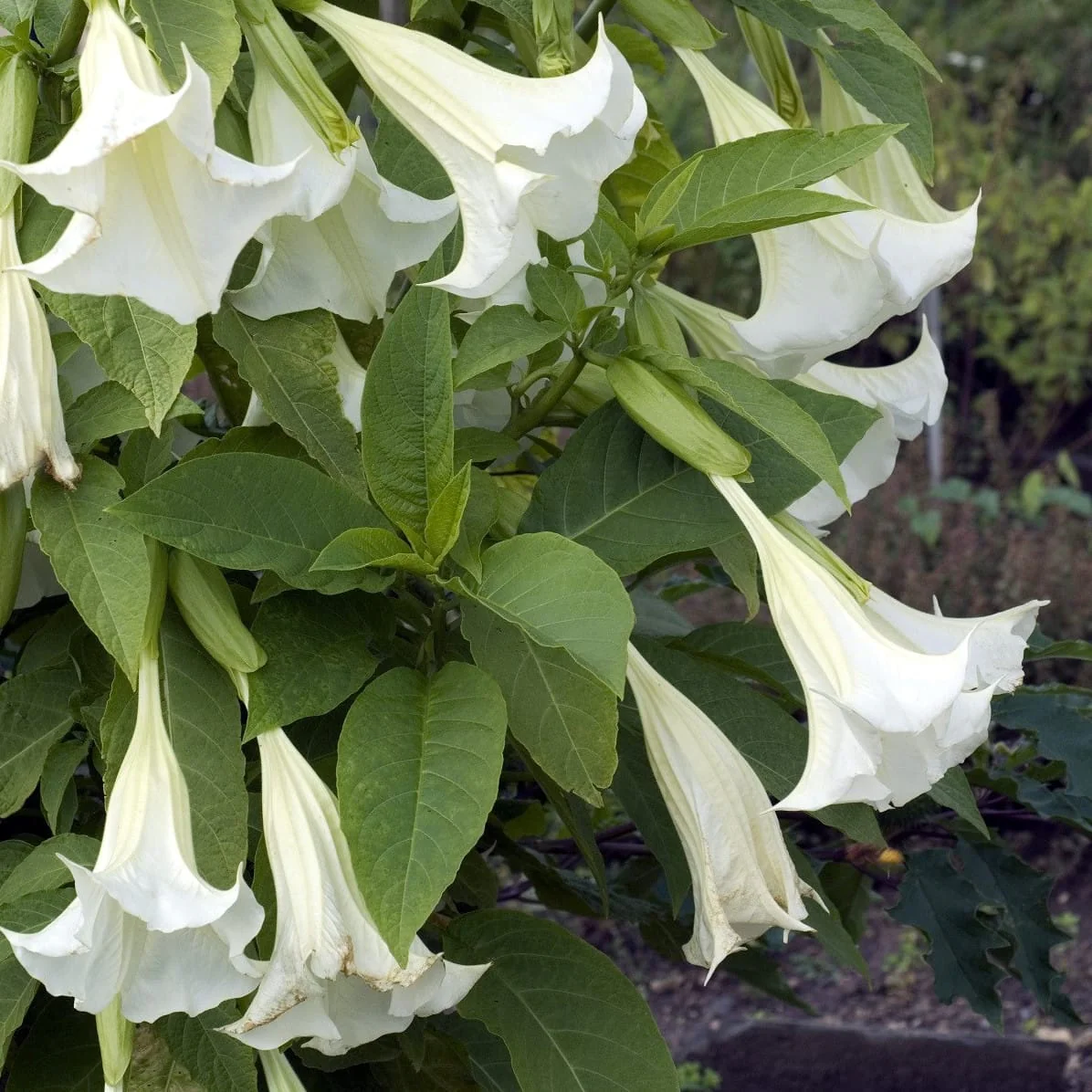 Trompeta ingerilor alba – Brugmansia arborea * flori parfumate