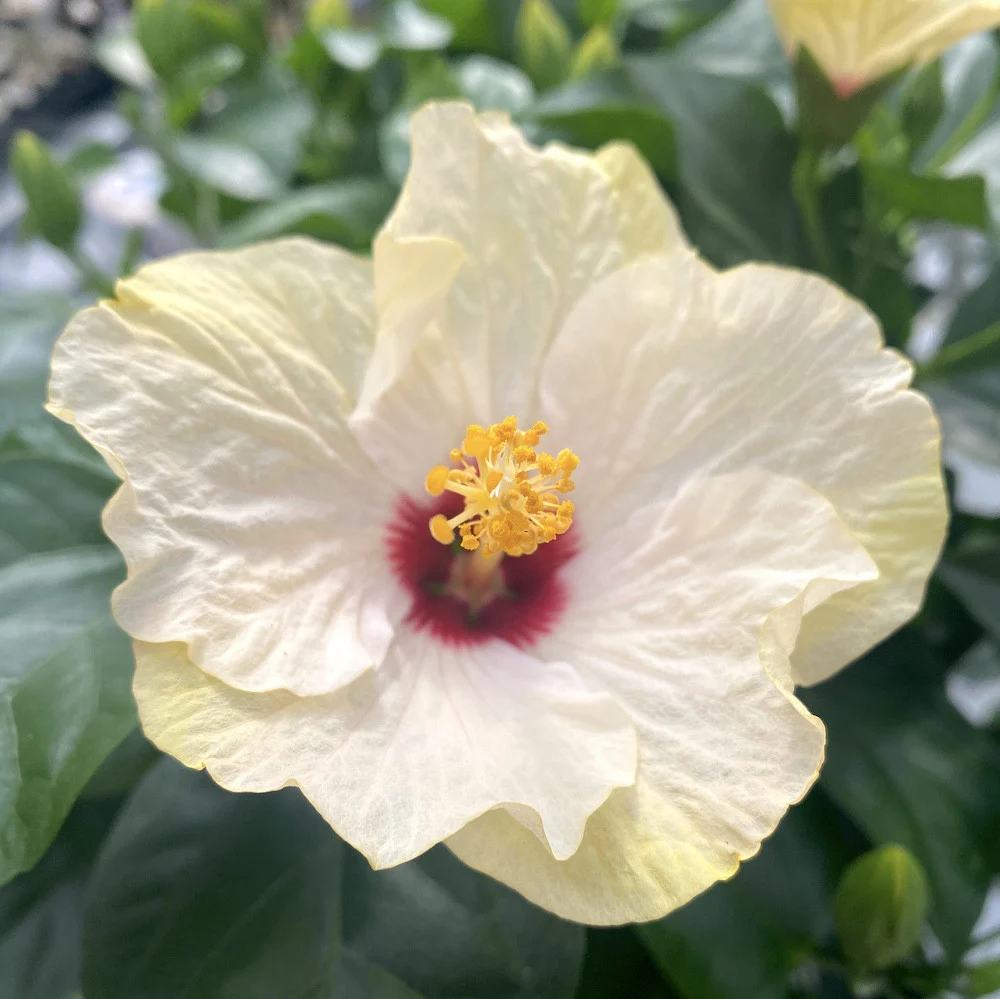 Hibiscus rosa-sinensis Venetie White – flori mari albe