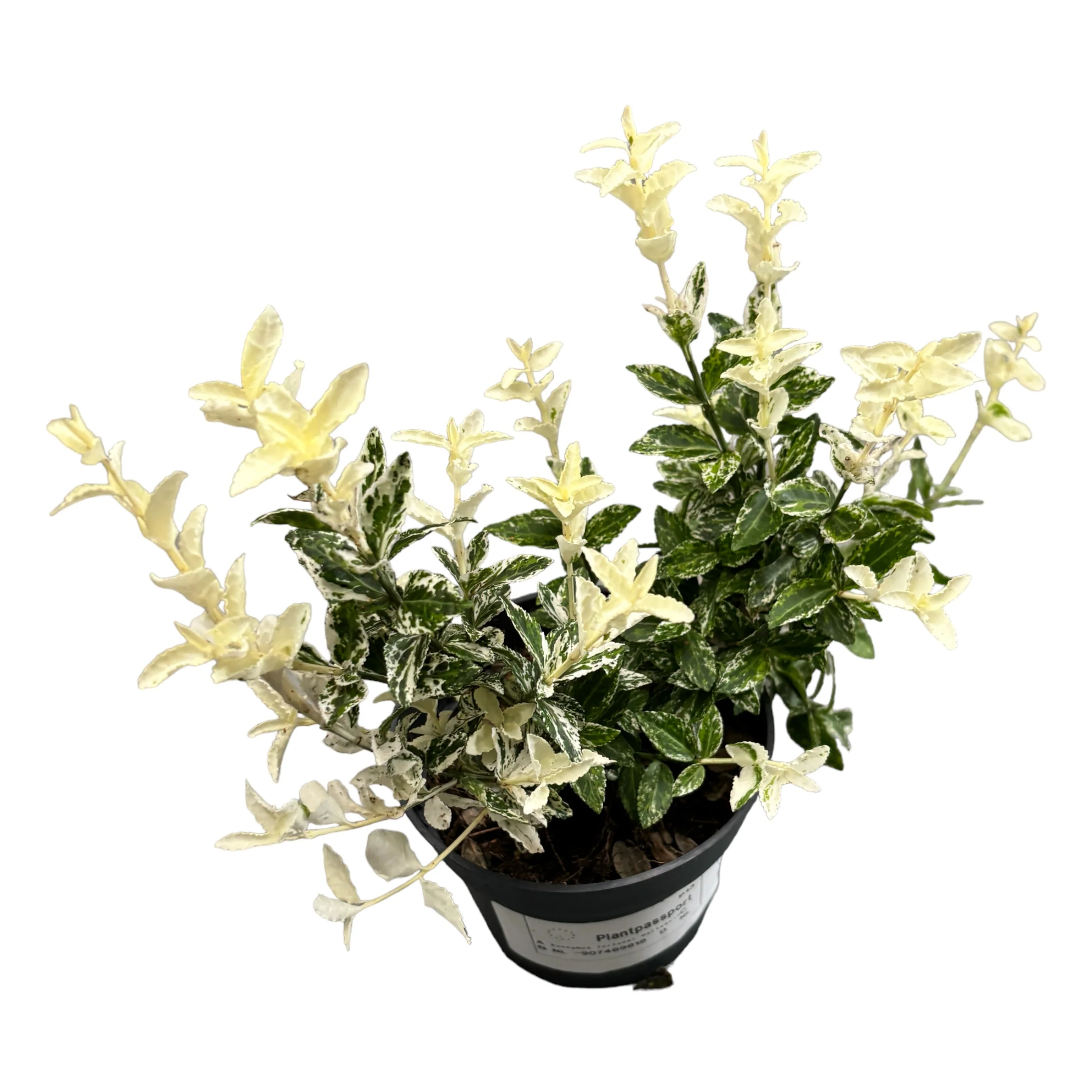 Euonymus fortunei Harlequin – frunze variegate