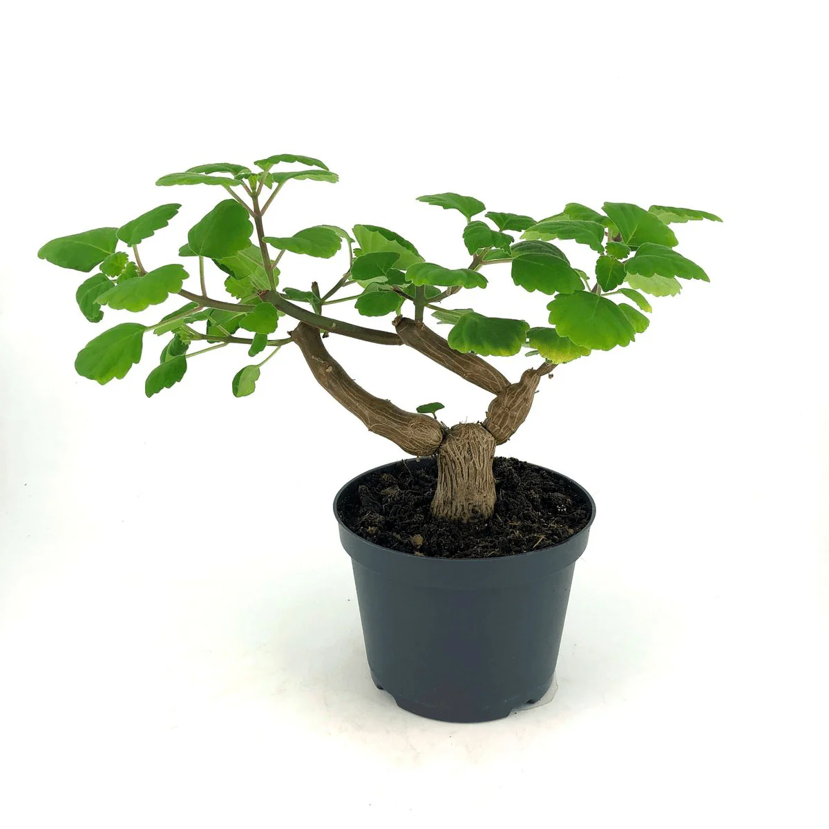 Plectranthus ernstii (’Bonsai Mint’) – frunze parfumate