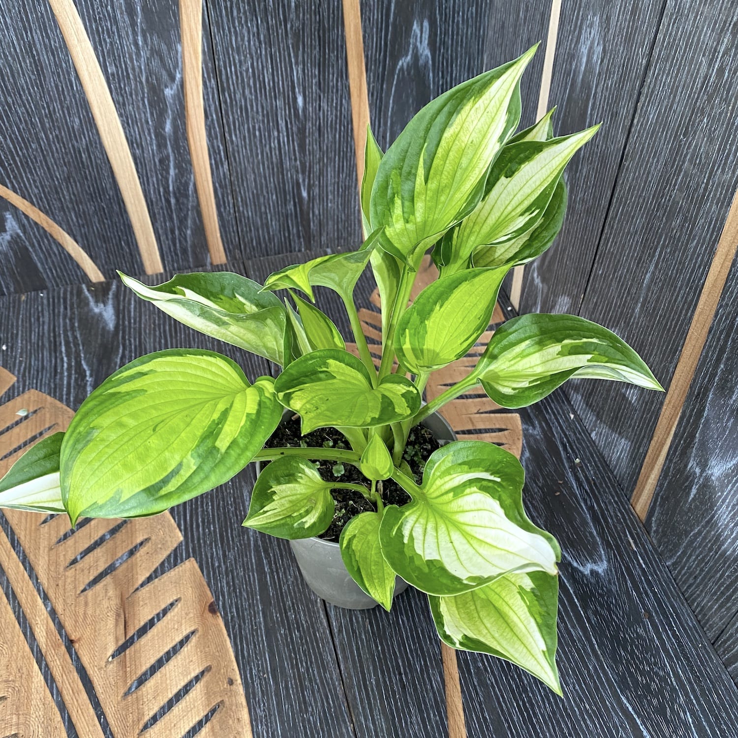 Hosta 'Whirlwind’ (Plantain Lily) – crin de toamna