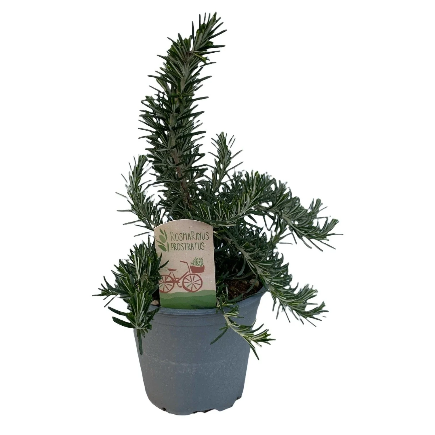 Rozmarin – Rosmarinus officinalis 'Prostratus’