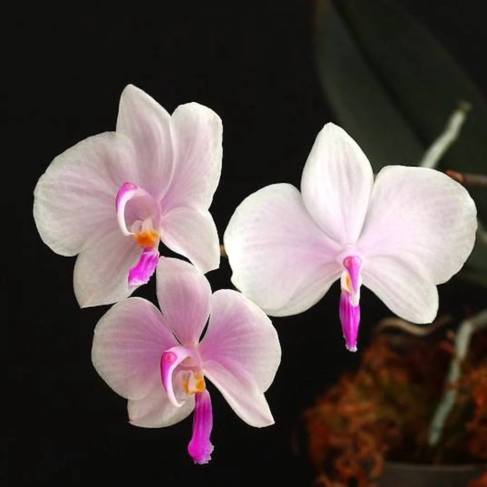 Phalaenopsis lowii *parfumata