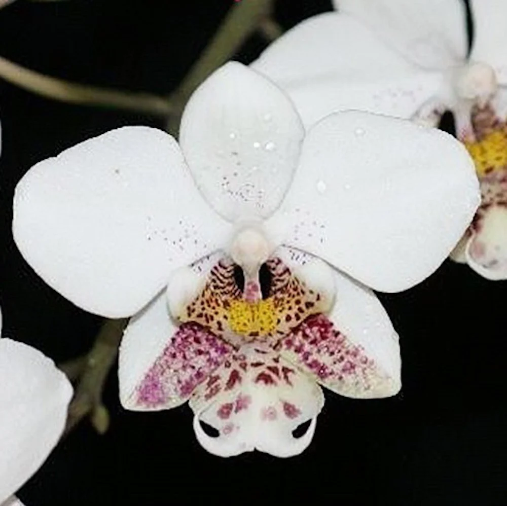 Phalaenopsis stuartiana 'tipo’ × sib