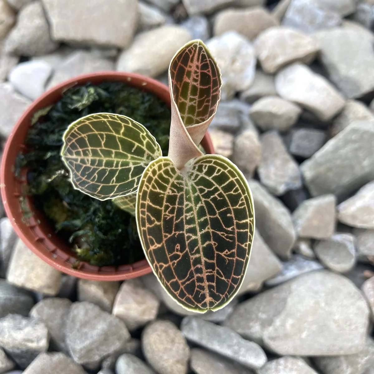 Macodes sanderiana x limii (Jewel Orchid)