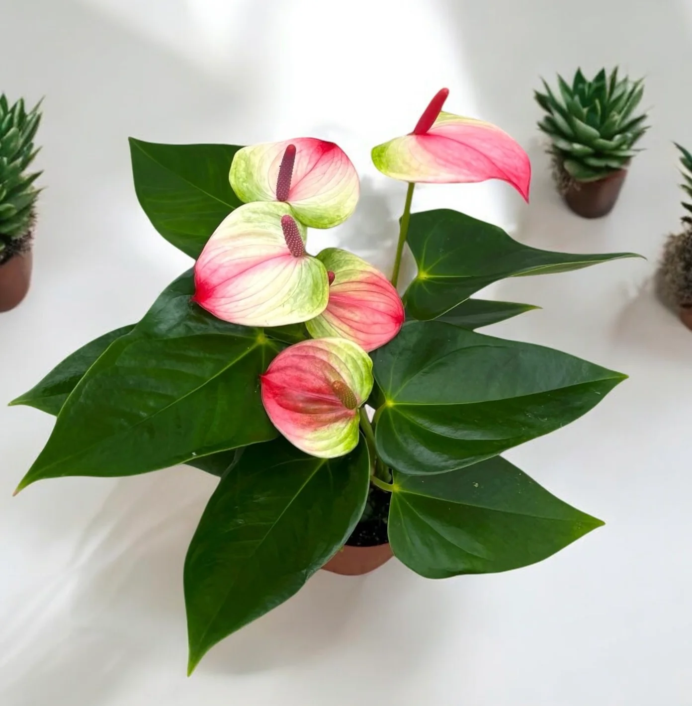 Anthurium 'Exota’ – Floarea Flamingo