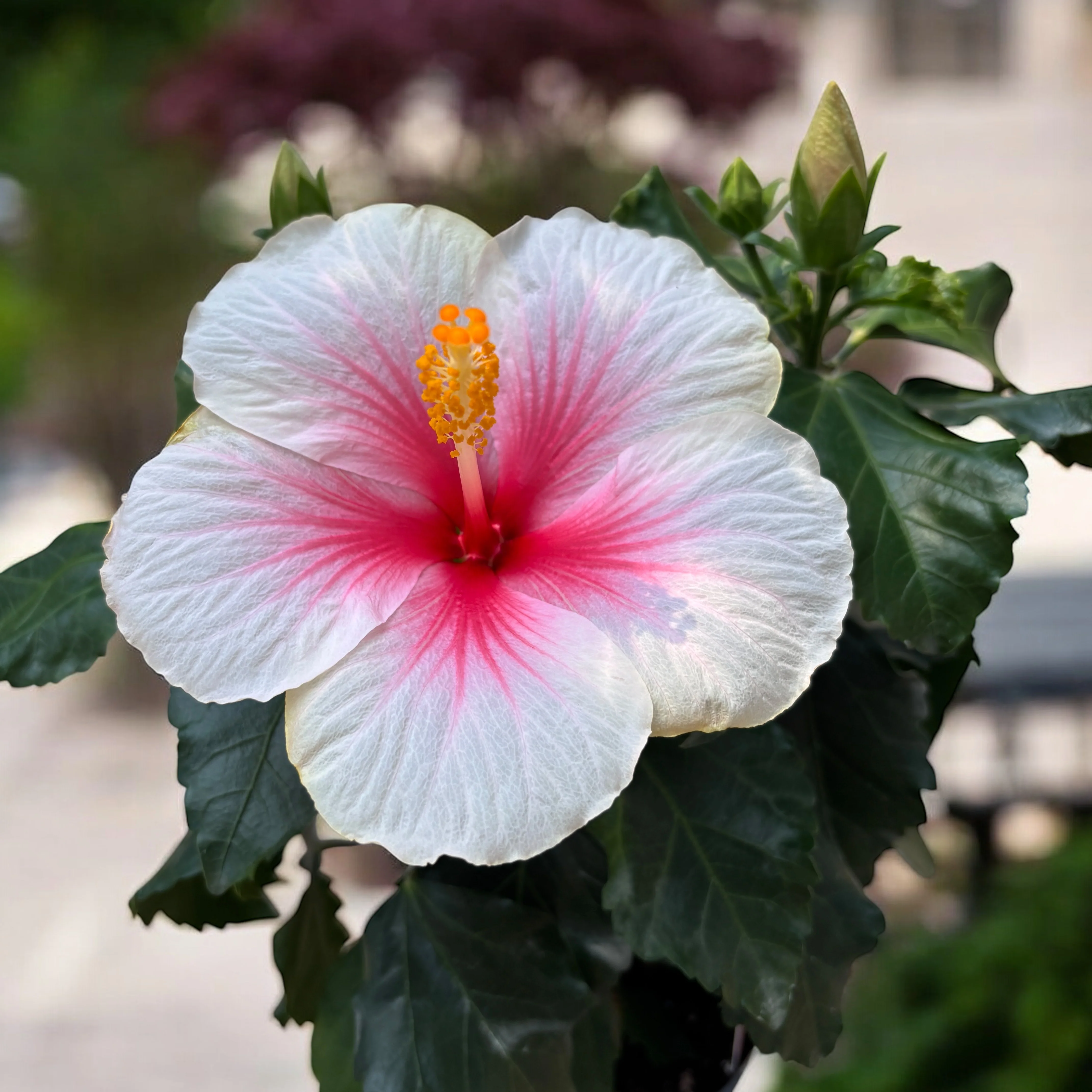 Hibiscus rosa-sinensis ‘Geisha’ – trandafiri japonezi cu flori mari albe-roz