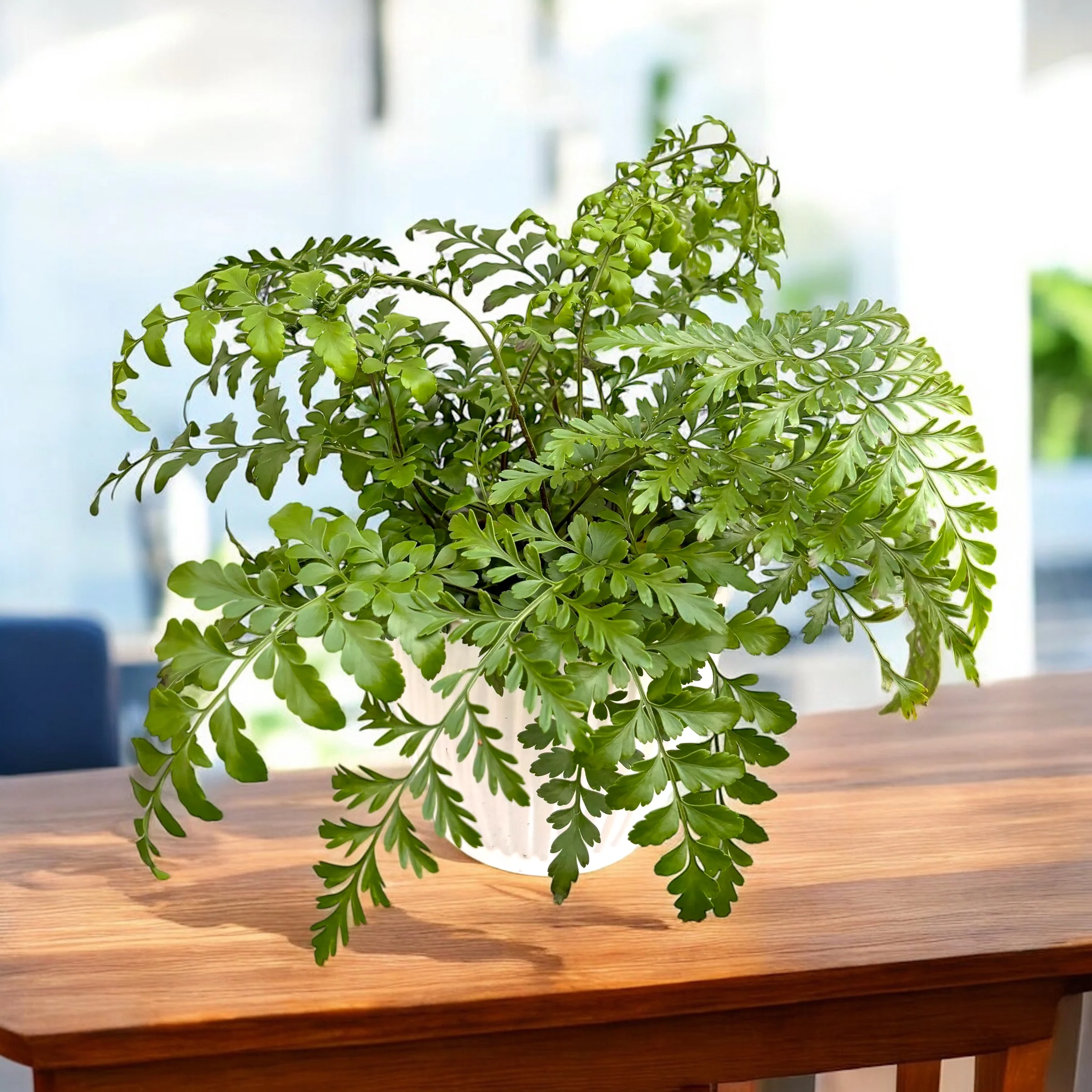 Asplenium ‘Parvati’ – feriga exotica cu frunzis dantelat si aspect luxuriant
