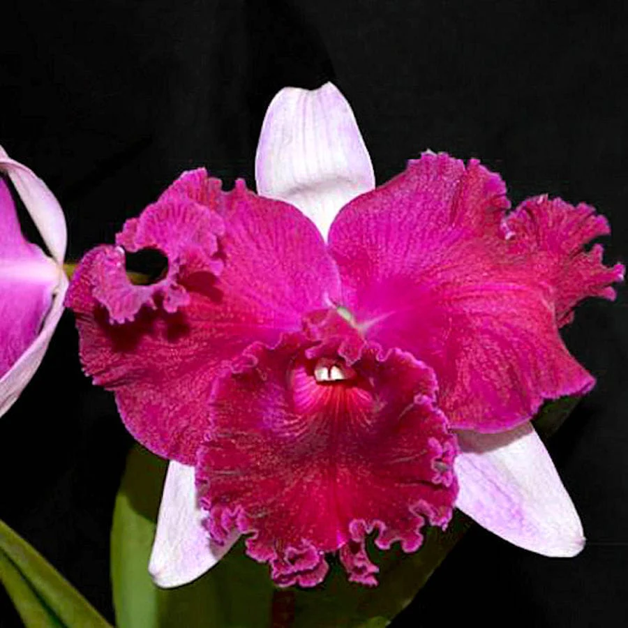 Cattleya Empress of Mercury – flori mari (11cm)