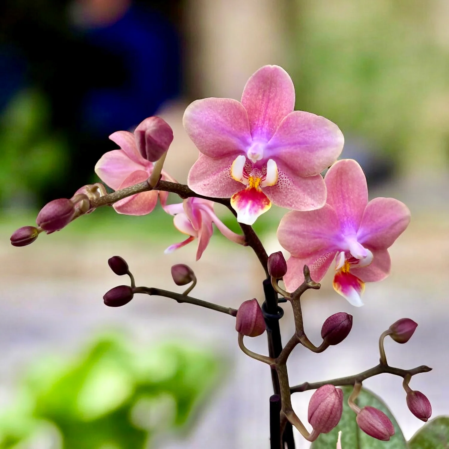 Phalaenopsis Odorion (Aromio Sweet) * flori intens parfumate
