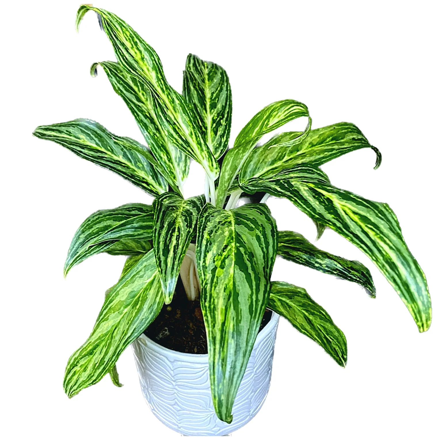 Aglaonema 'Sunray Green’