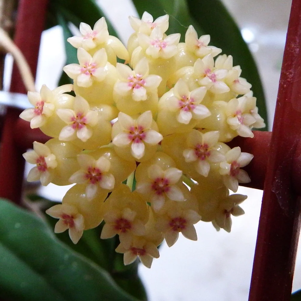 Hoya vitellinoides × Hoya scortechinii 'Pink’ (sp. UT 001)