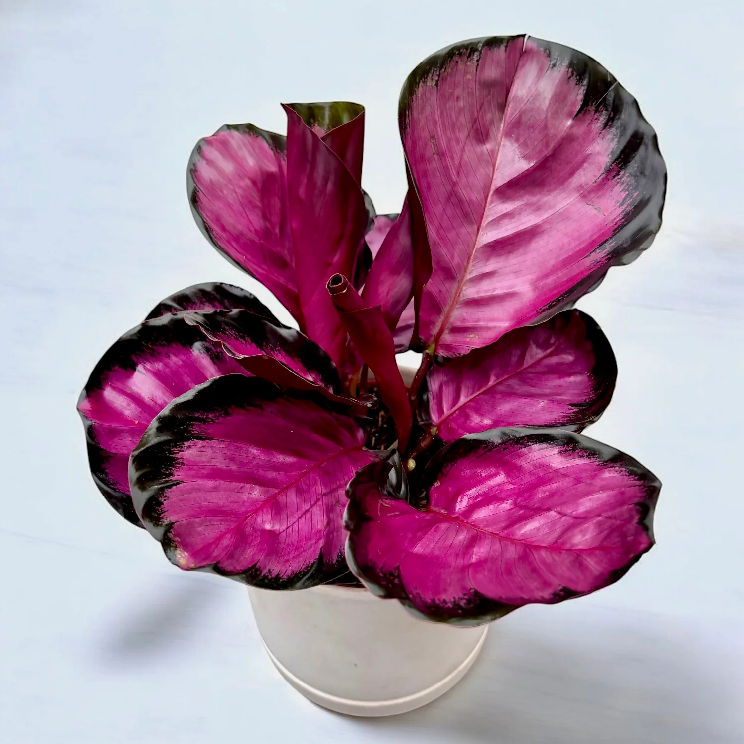 Calathea ‘Misty Red’ – frunzis intens colorat, cu nuante vibrante