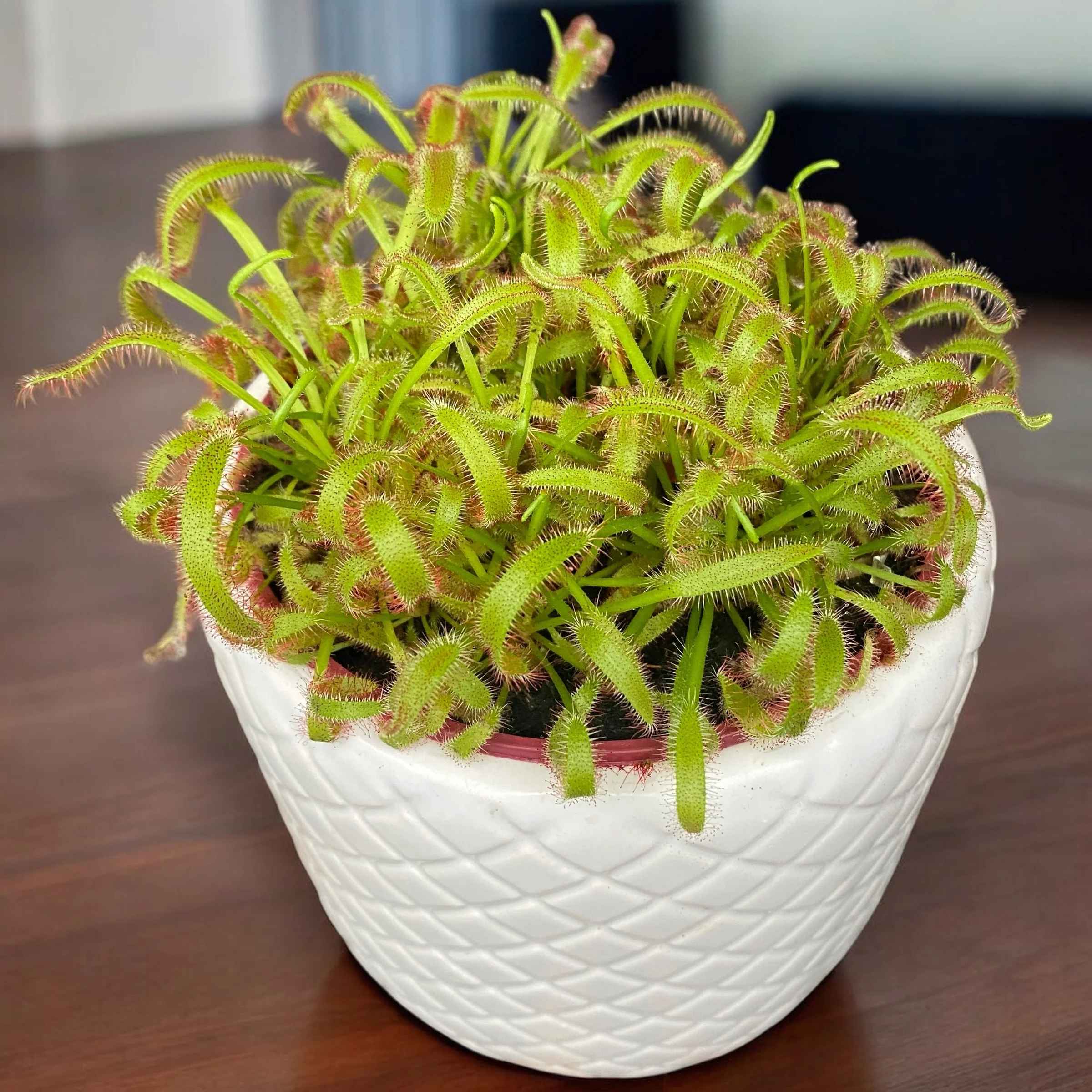 Drosera capensis 'Pink’ (Roua cerului) D12