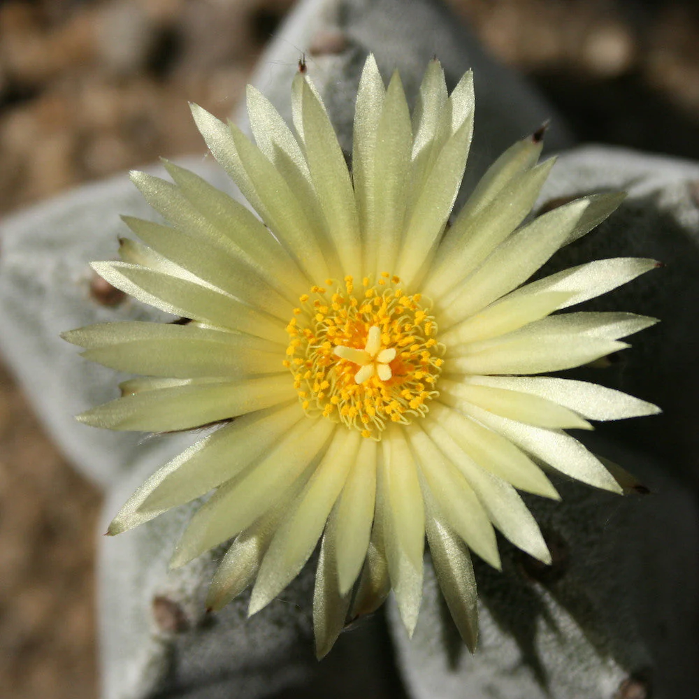 Astrophytum myriostigma D5