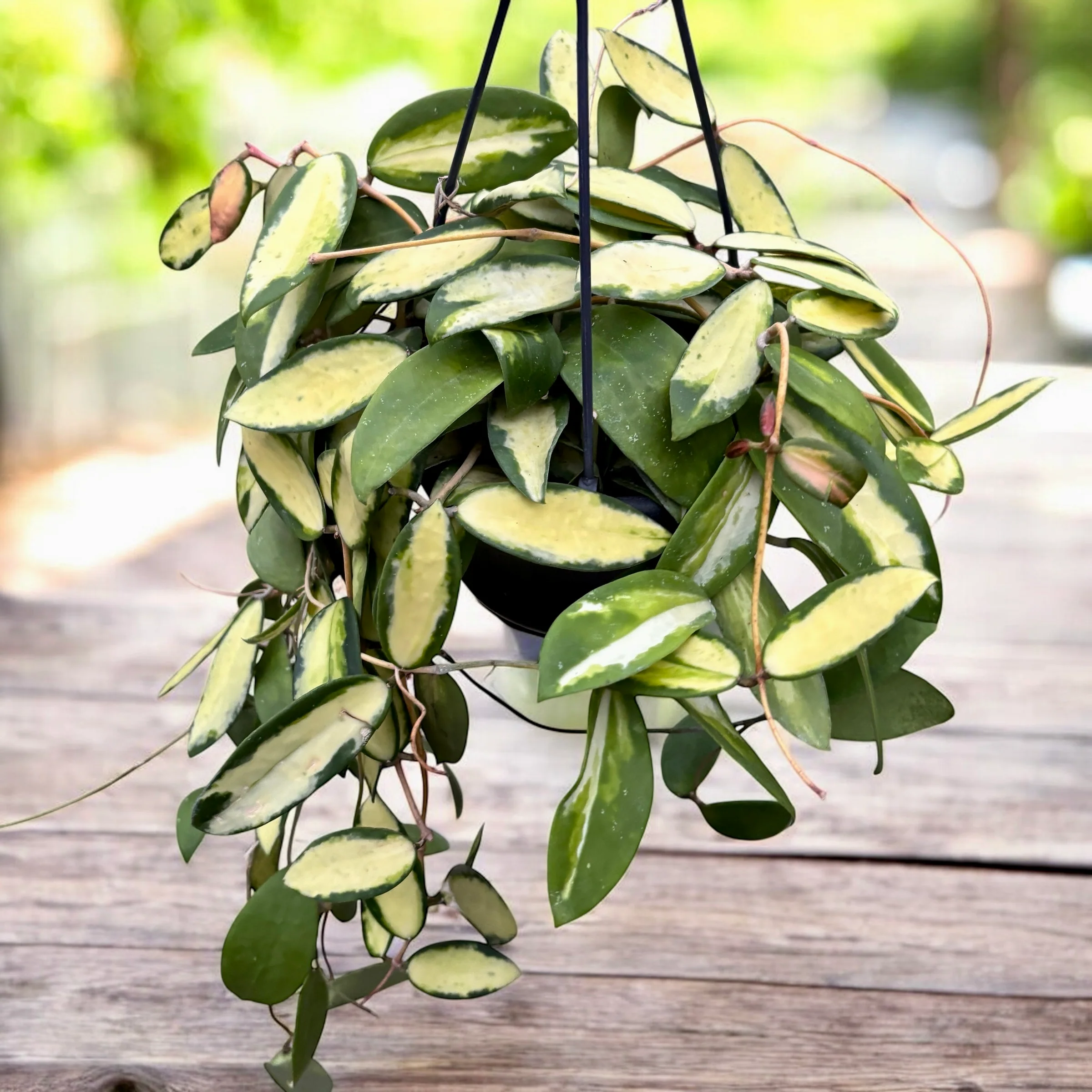 Hoya acuta 'Variegata’ – exemplare XL