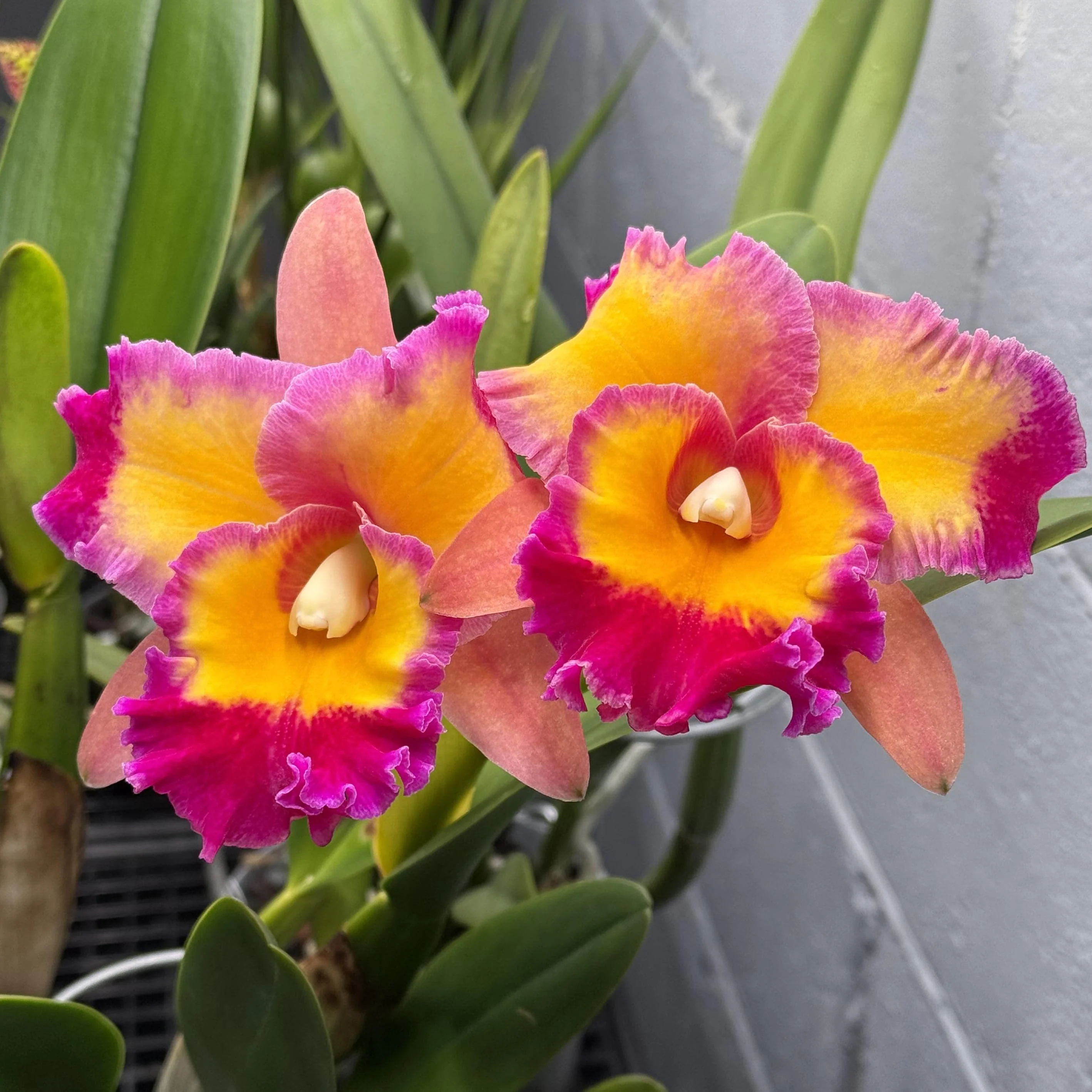 Rlc. Dick Smith 'Paradise’ – flori parfumate