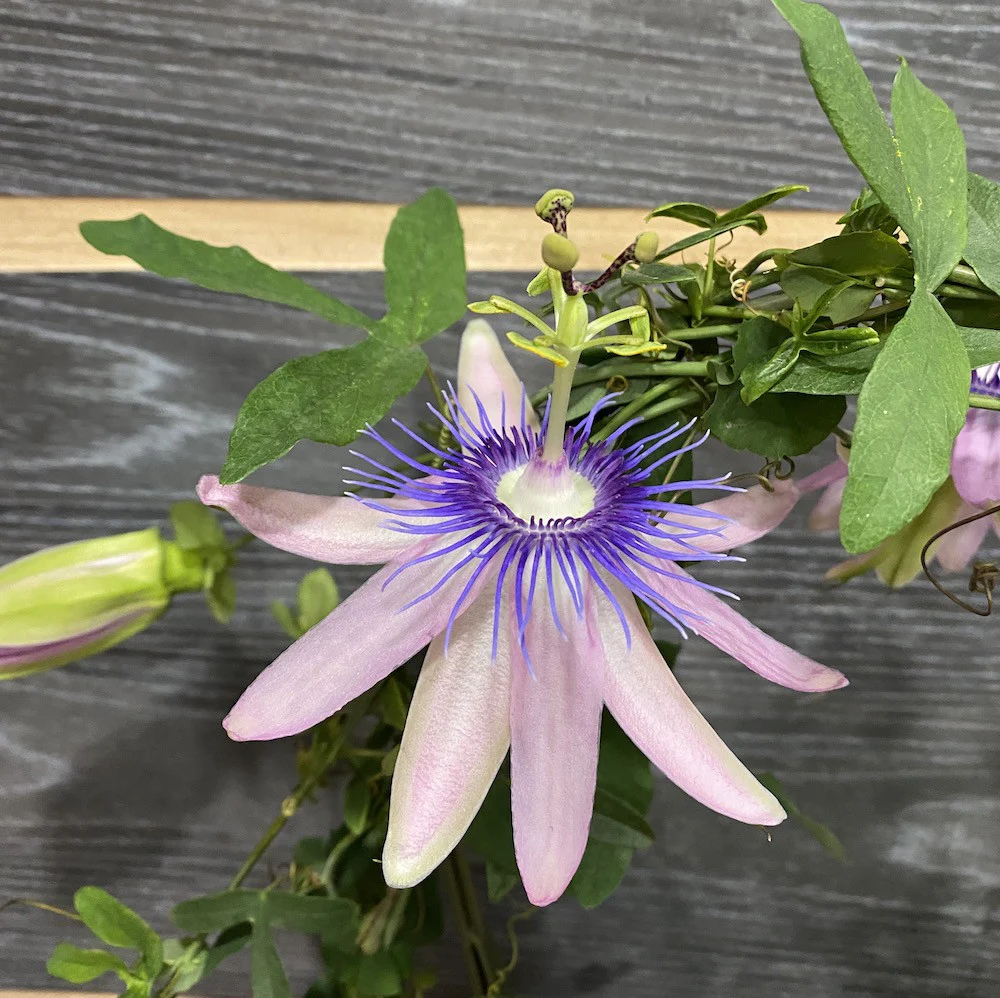 Passiflora Candy – fructul pasiunii (floarea pasiunii)