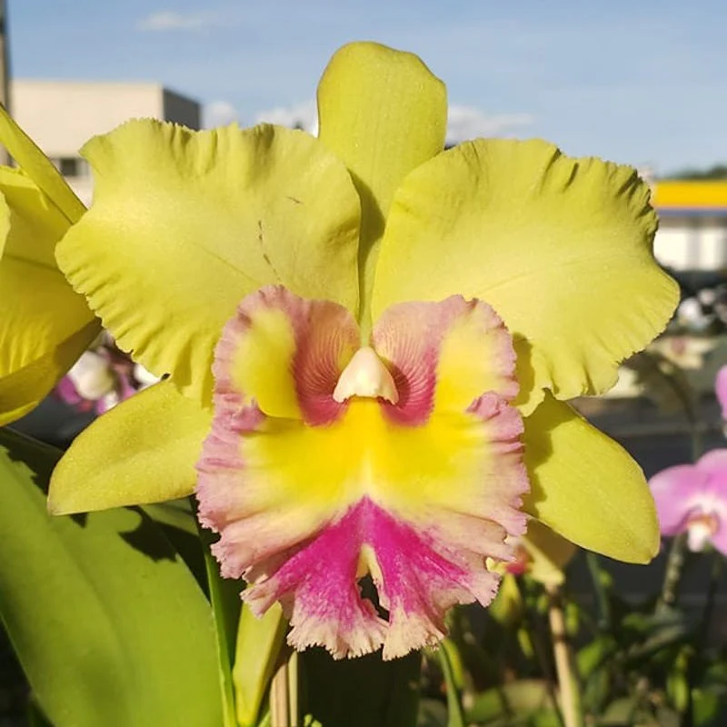 Rlc. Young Kong 'Sun 16′ HCC/AOS – flori uriase parfumate!