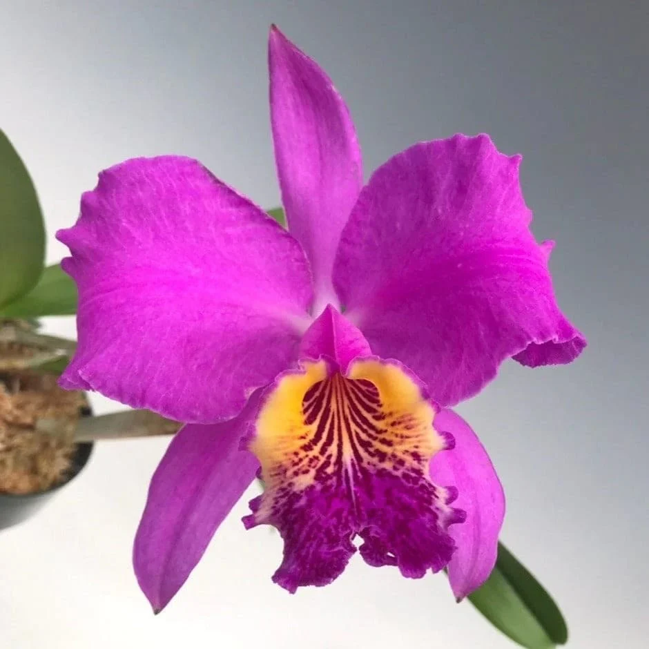 Cattleya lueddemanniana var. rubra – flori parfumate
